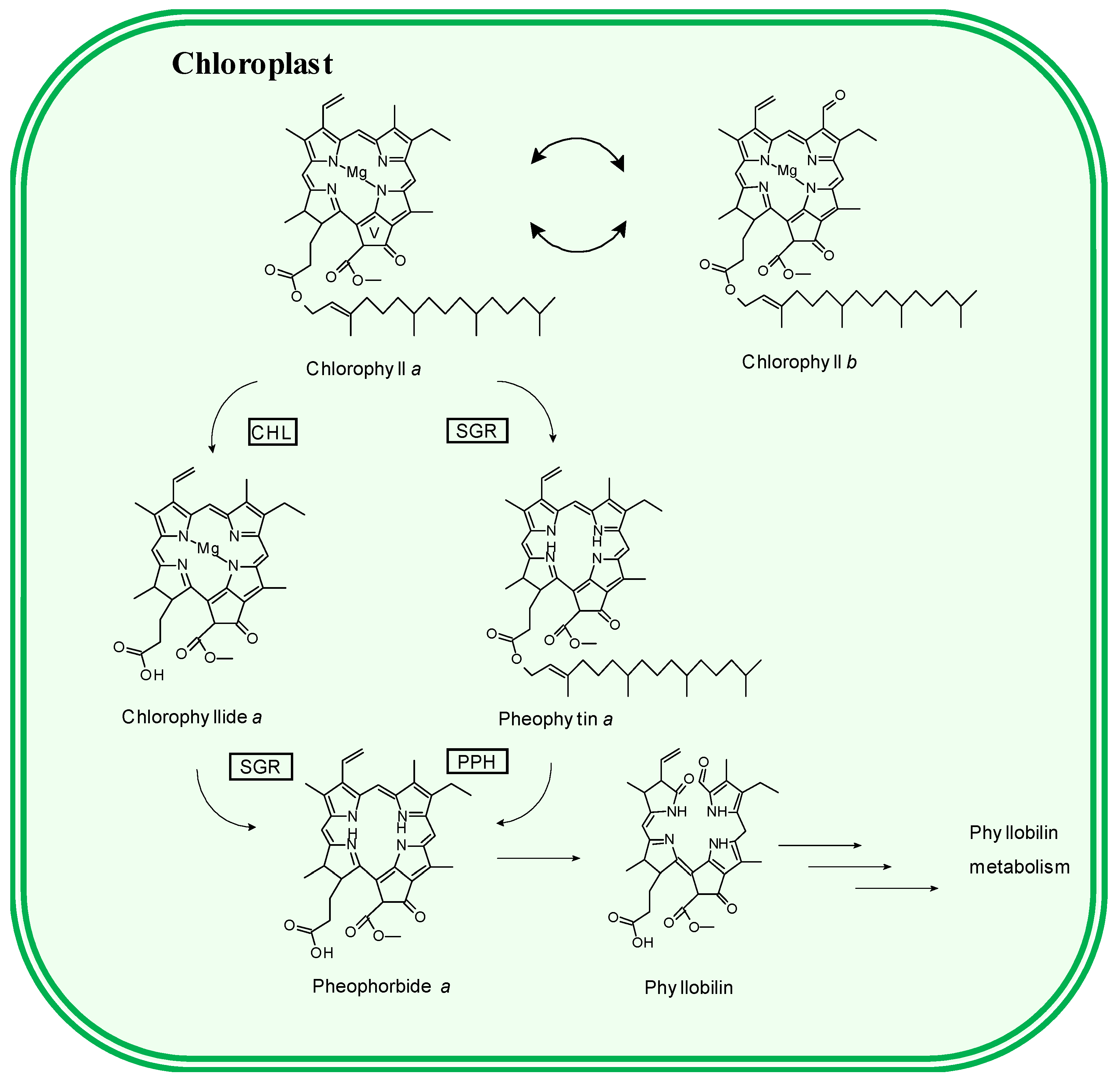 Antioxidants 08 00600 g001 Antioxidants 08 00600 g001