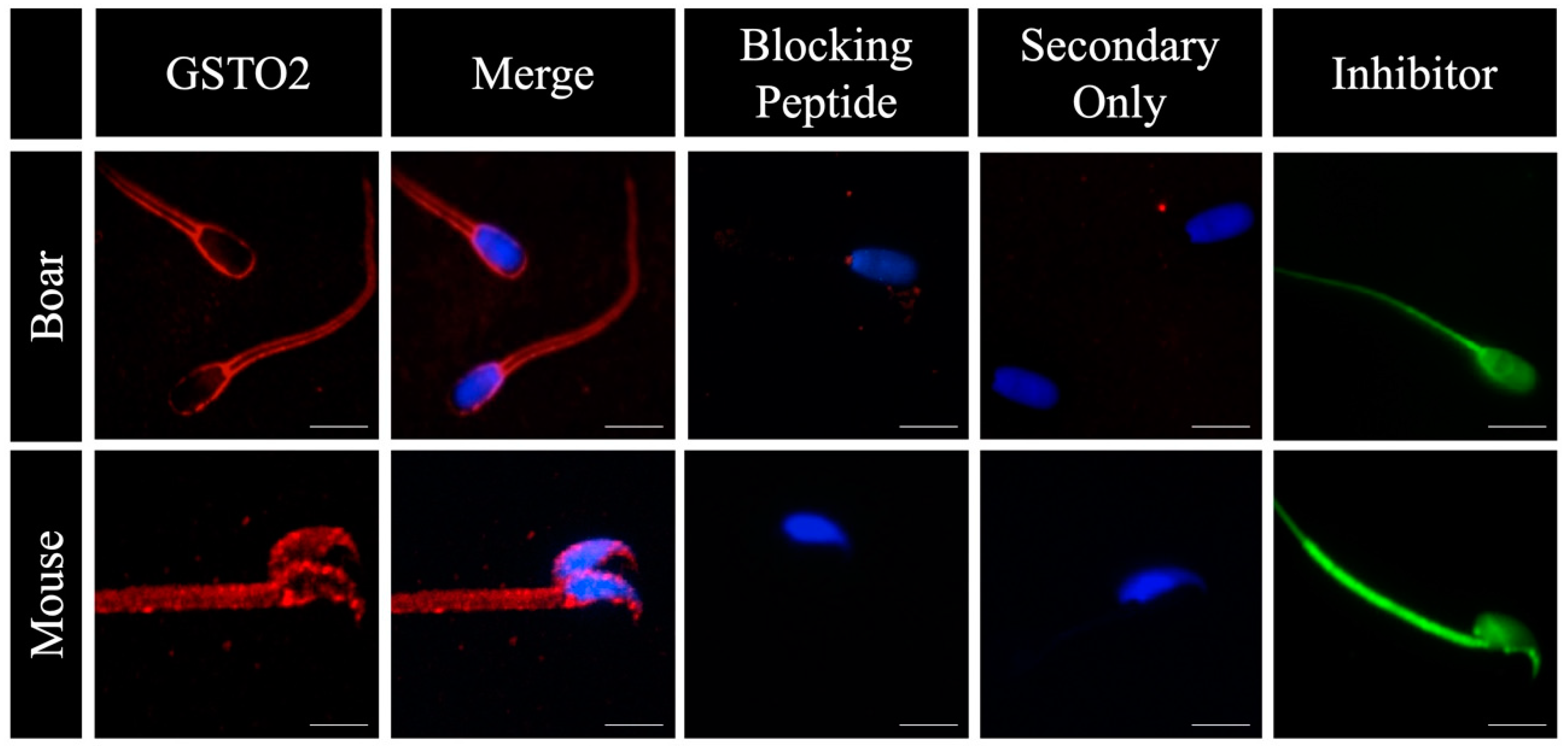 Antioxidants 08 00601 g001