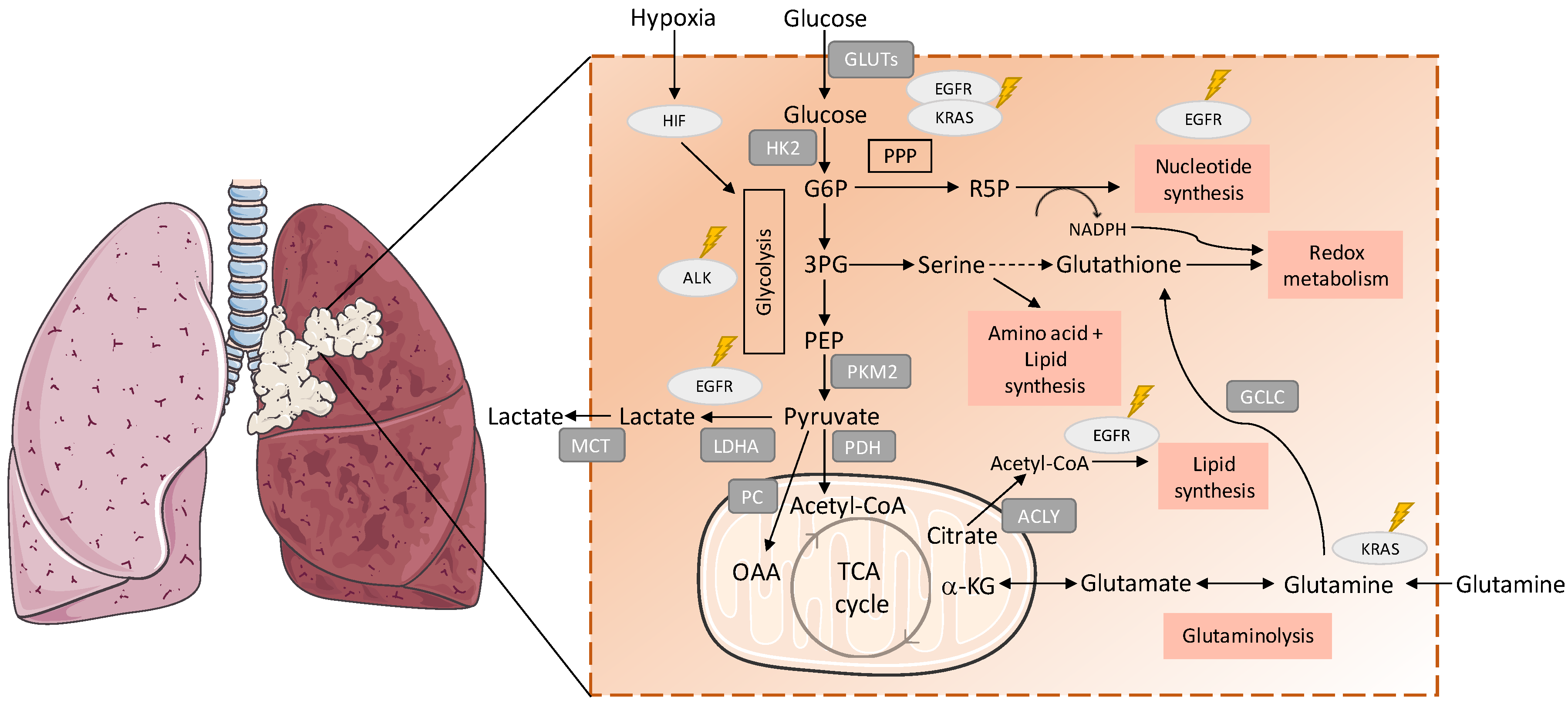 Antioxidants Free Full Text Metabolic Remodelling An Accomplice For New Therapeutic Strategies To Fight Lung Cancer Html