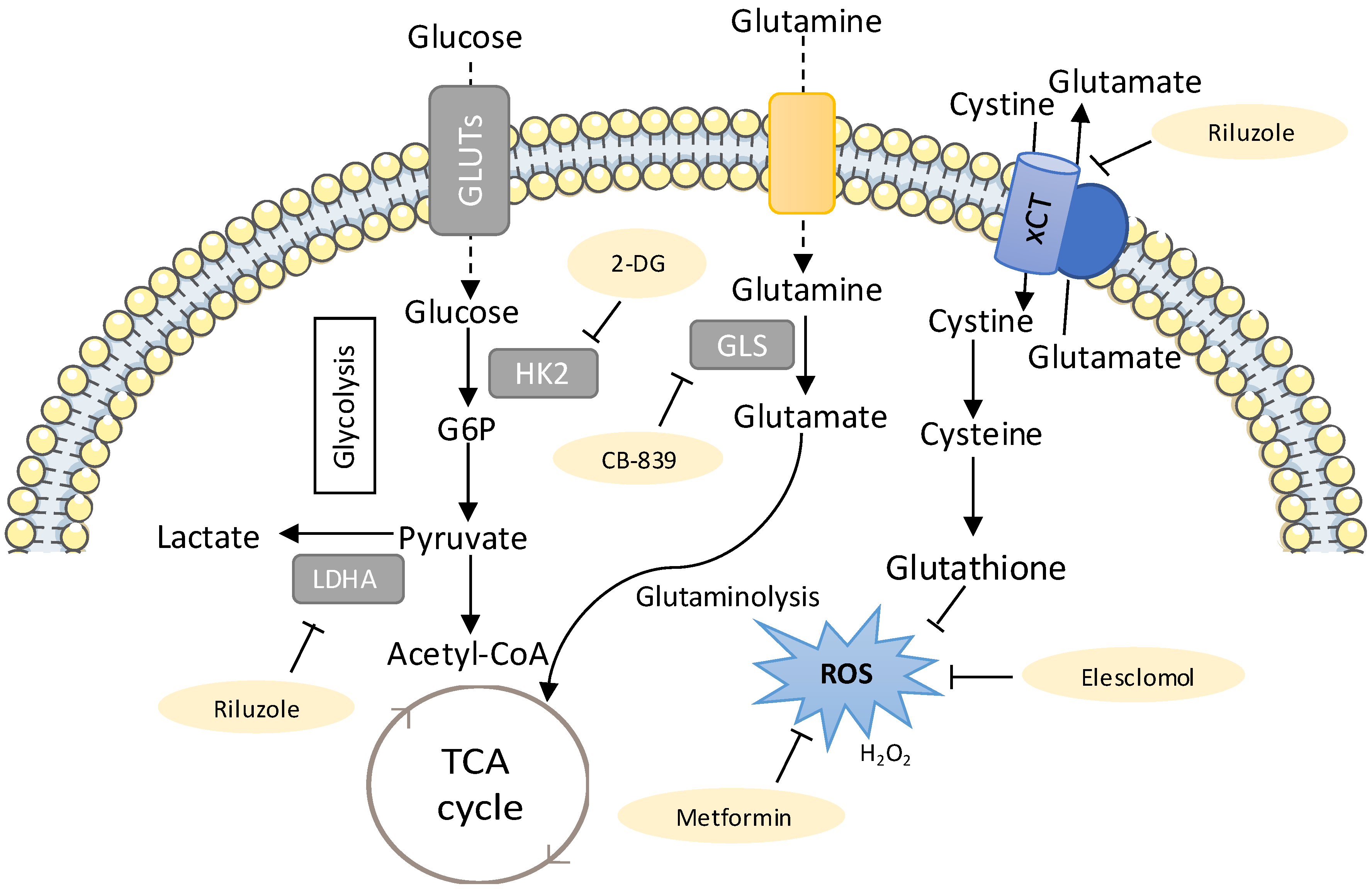 Antioxidants 08 00603 g002 Antioxidants 08 00603 g002