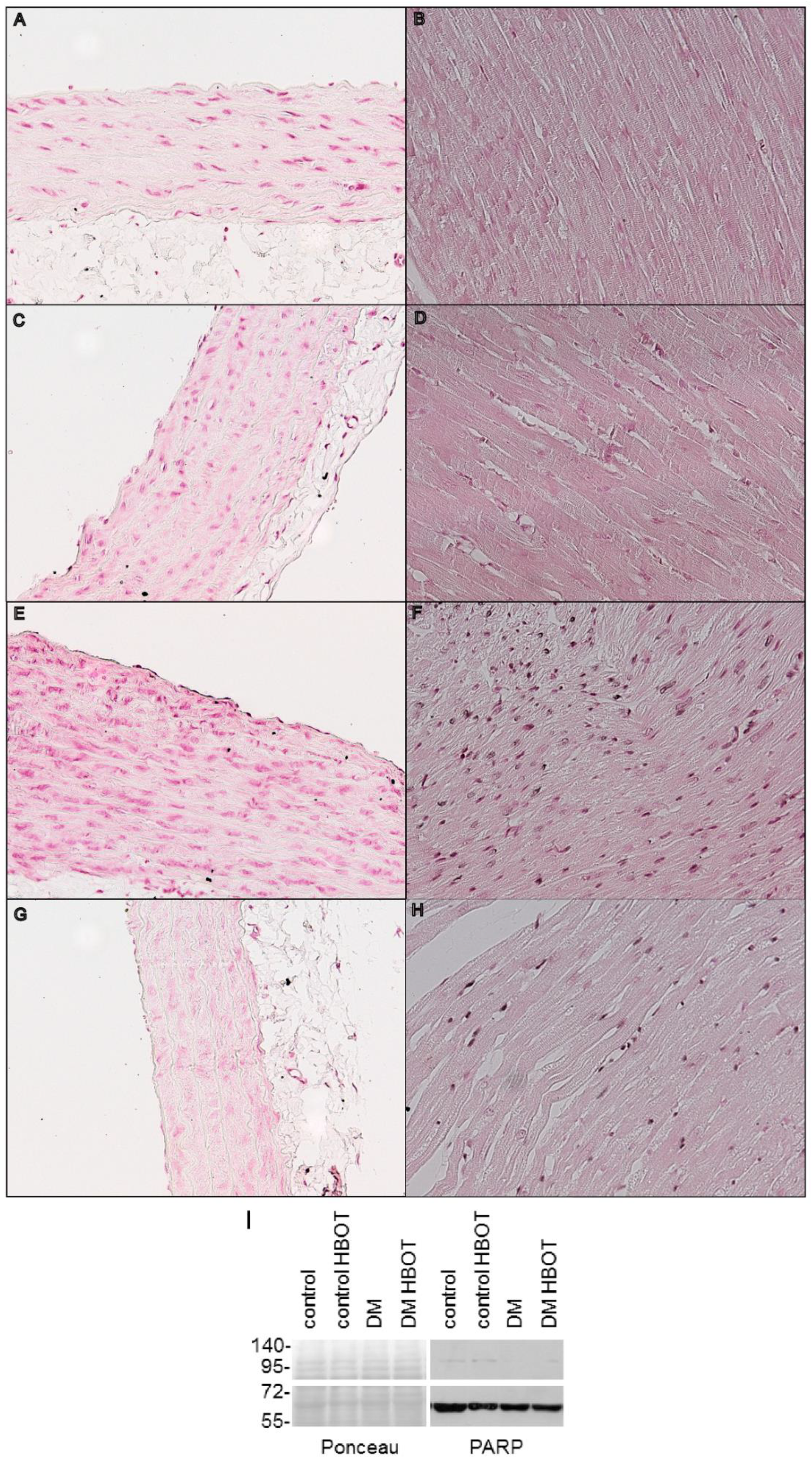 Antioxidants 08 00607 g004a Antioxidants 08 00607 g004a