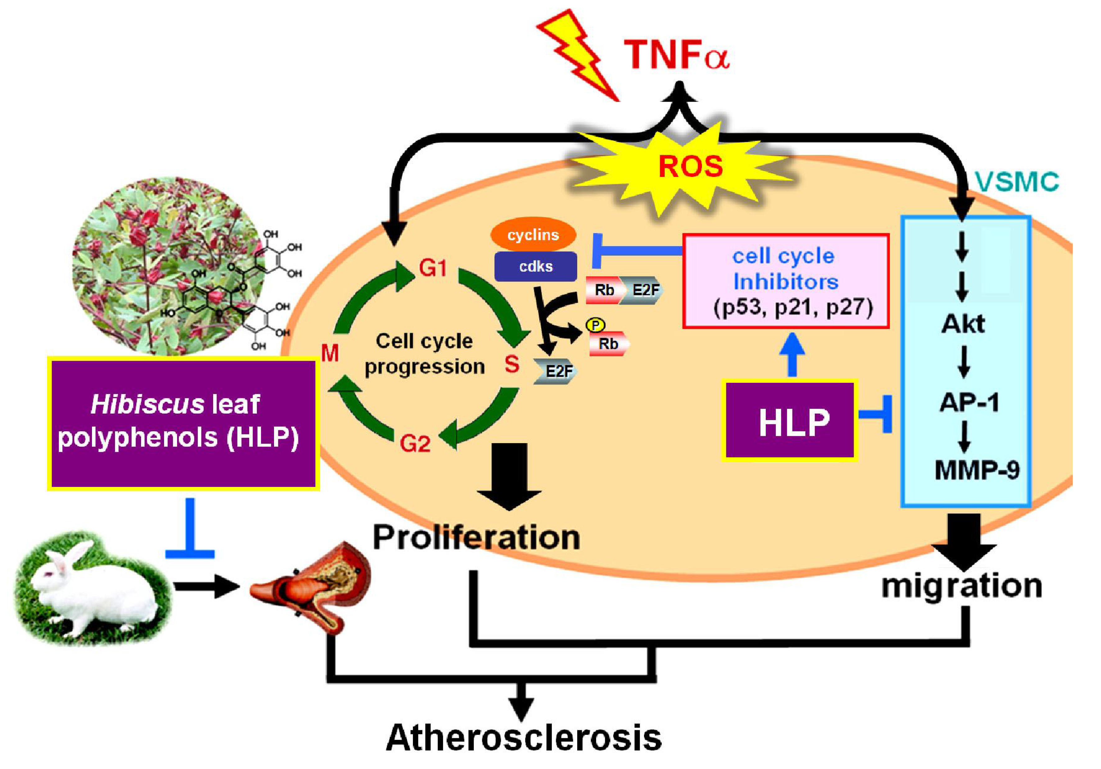 Antioxidants Free FullText AntiAtherosclerotic Effect of Hibiscus