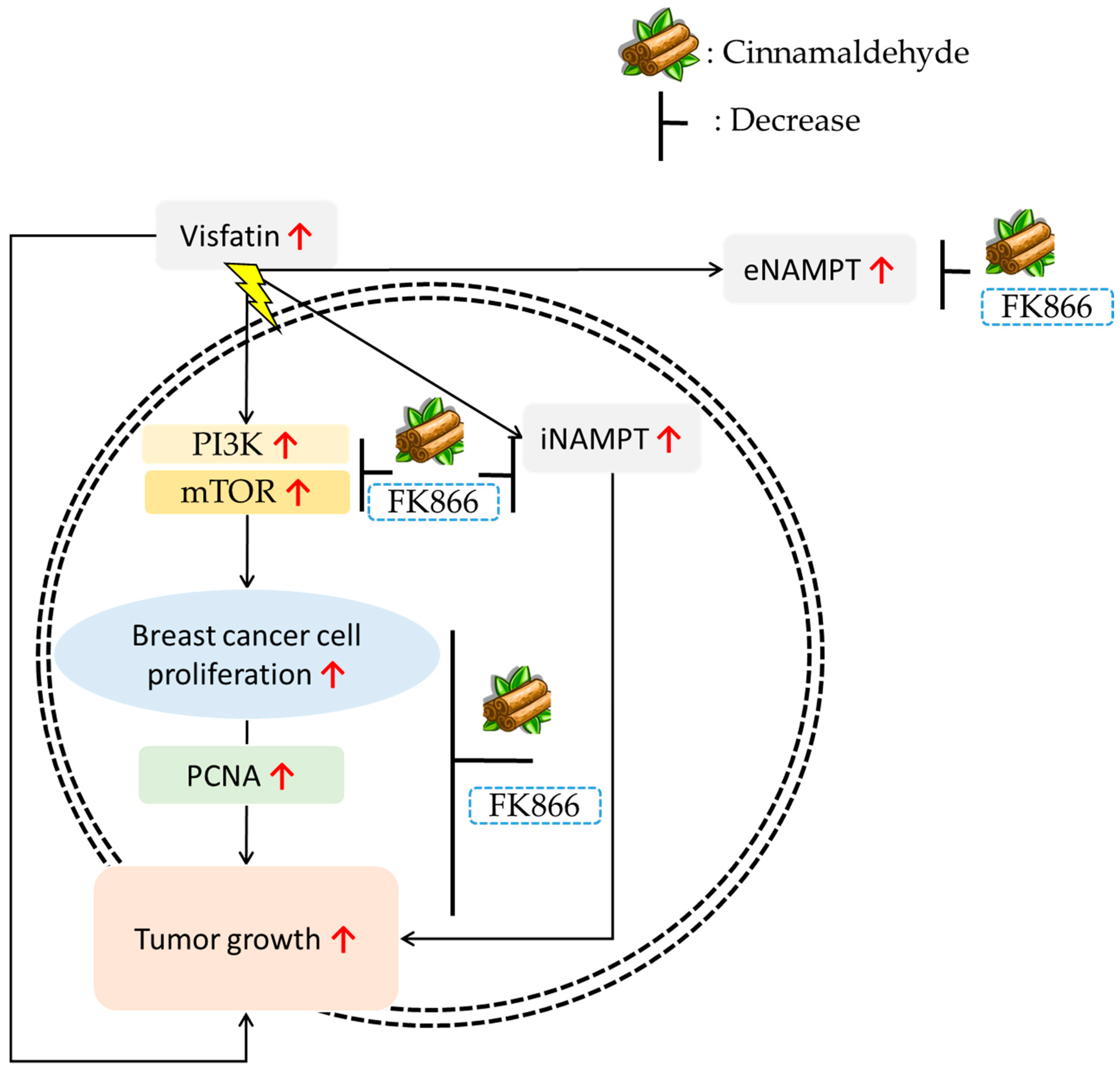 Antioxidants 08 00625 g007 Antioxidants 08 00625 g007