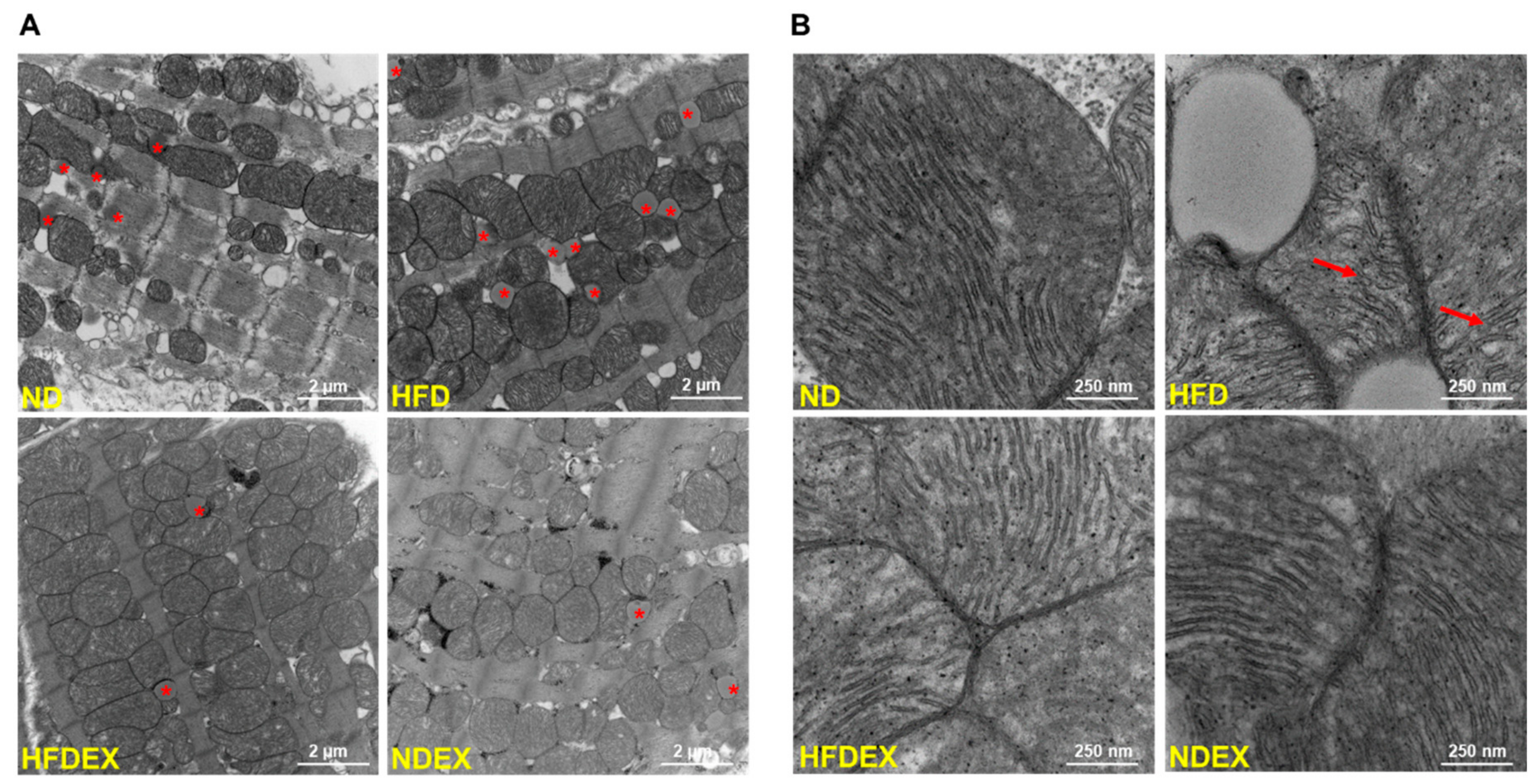 Antioxidants 08 00638 g005 Antioxidants 08 00638 g005
