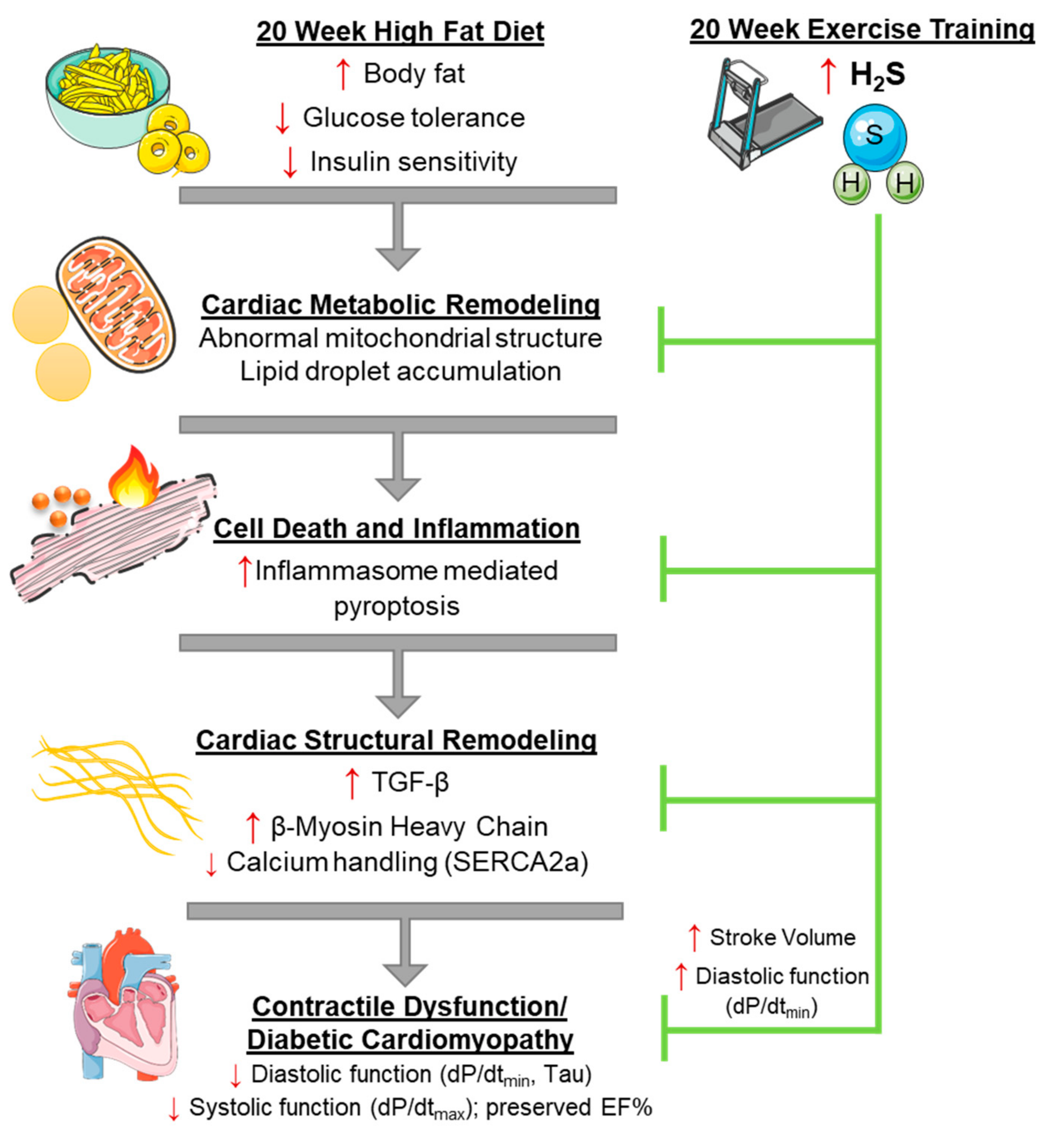 Antioxidants 08 00638 g008 Antioxidants 08 00638 g008