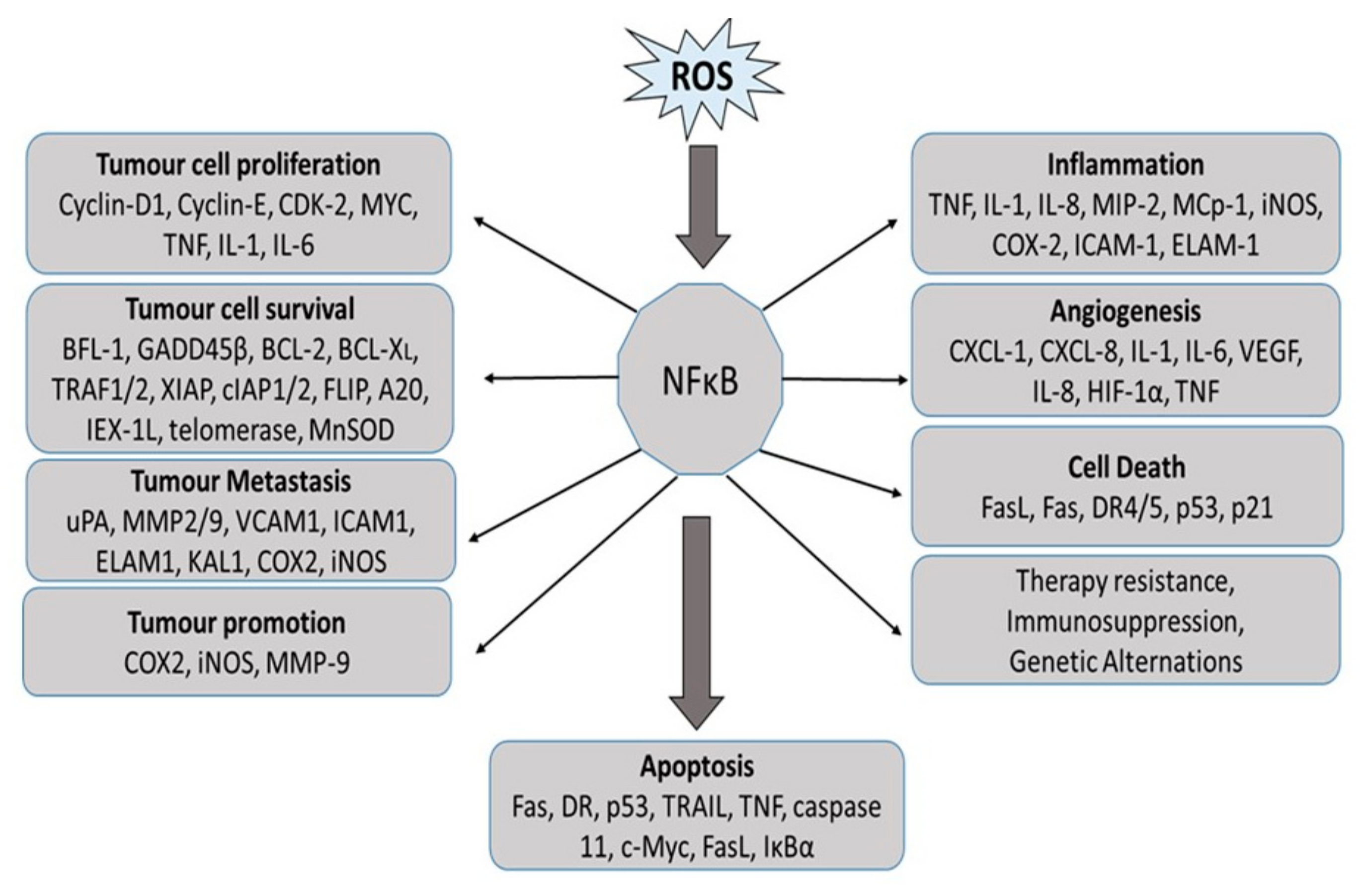 Antioxidants 08 00640 g005