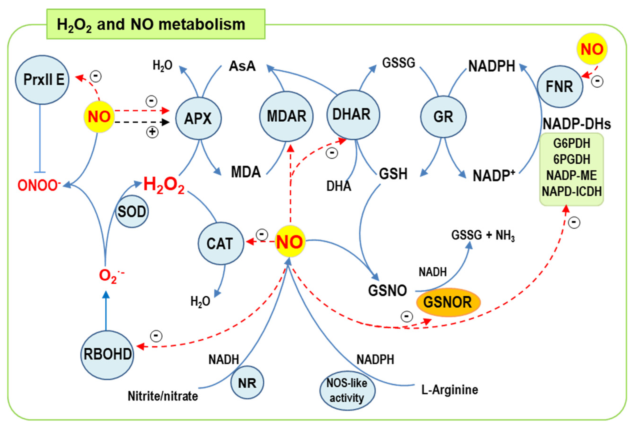 Antioxidants Free FullText Assessment of Subcellular ROS and NO