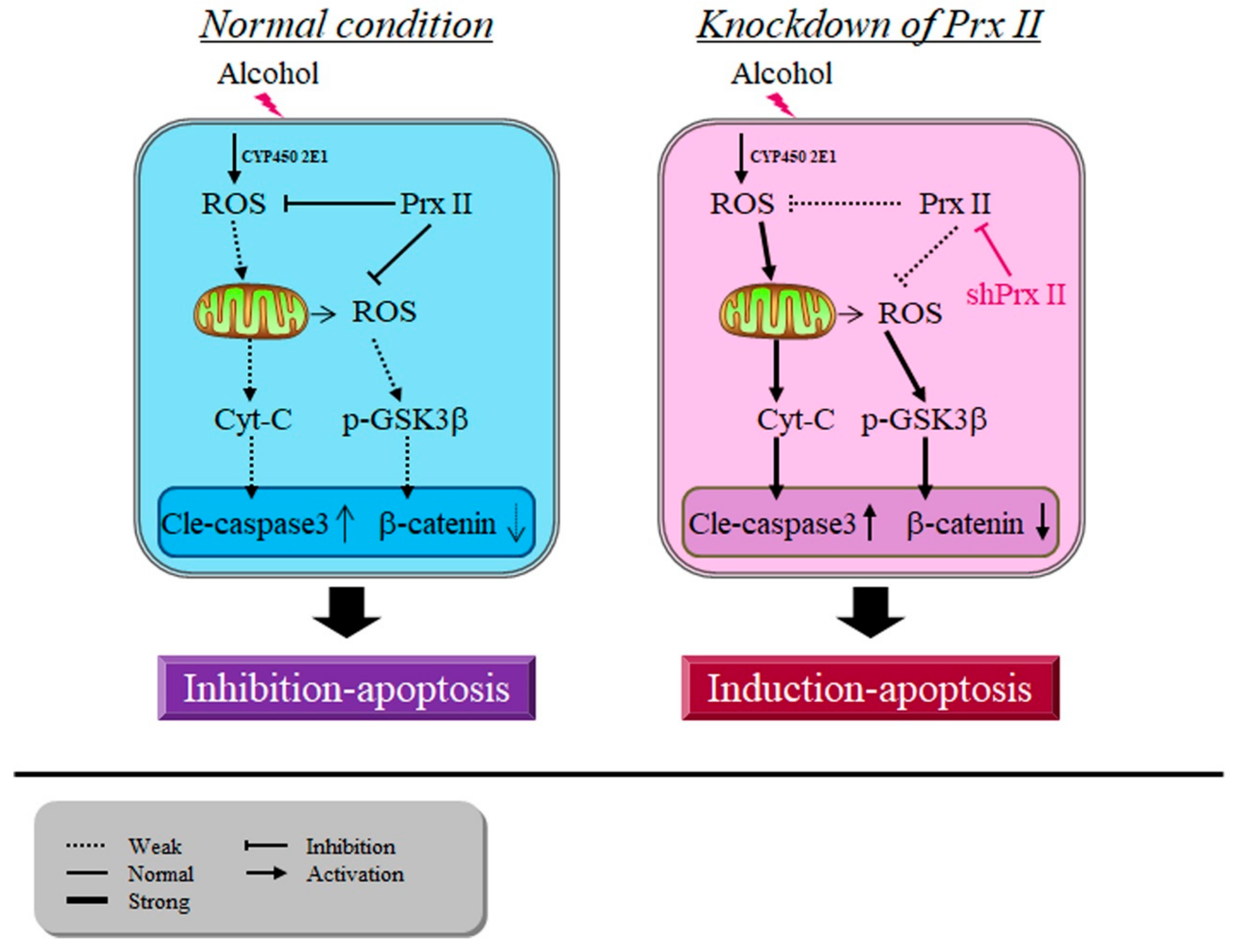 Antioxidants 09 00001 g007