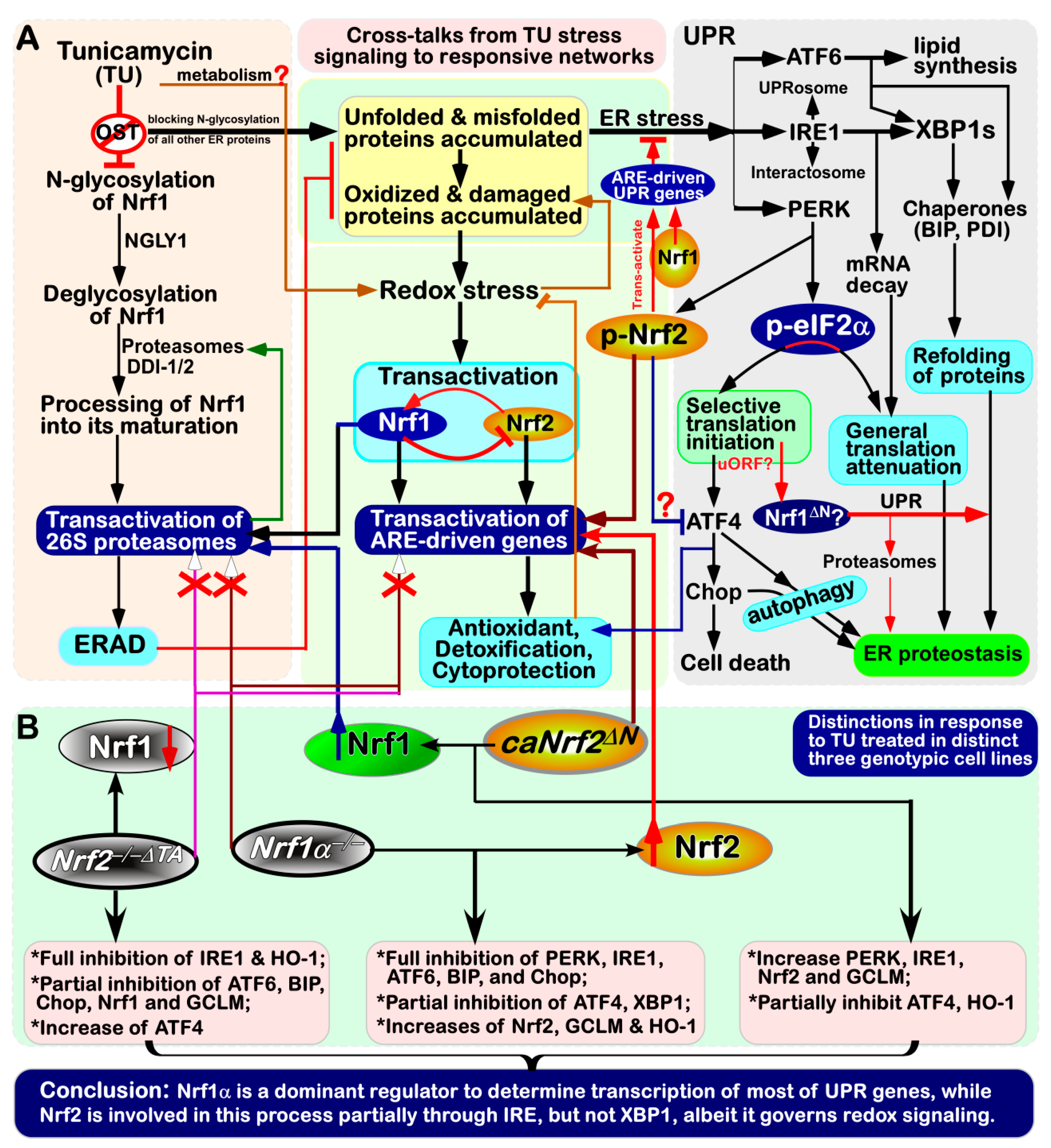 Antioxidants 09 00004 g009