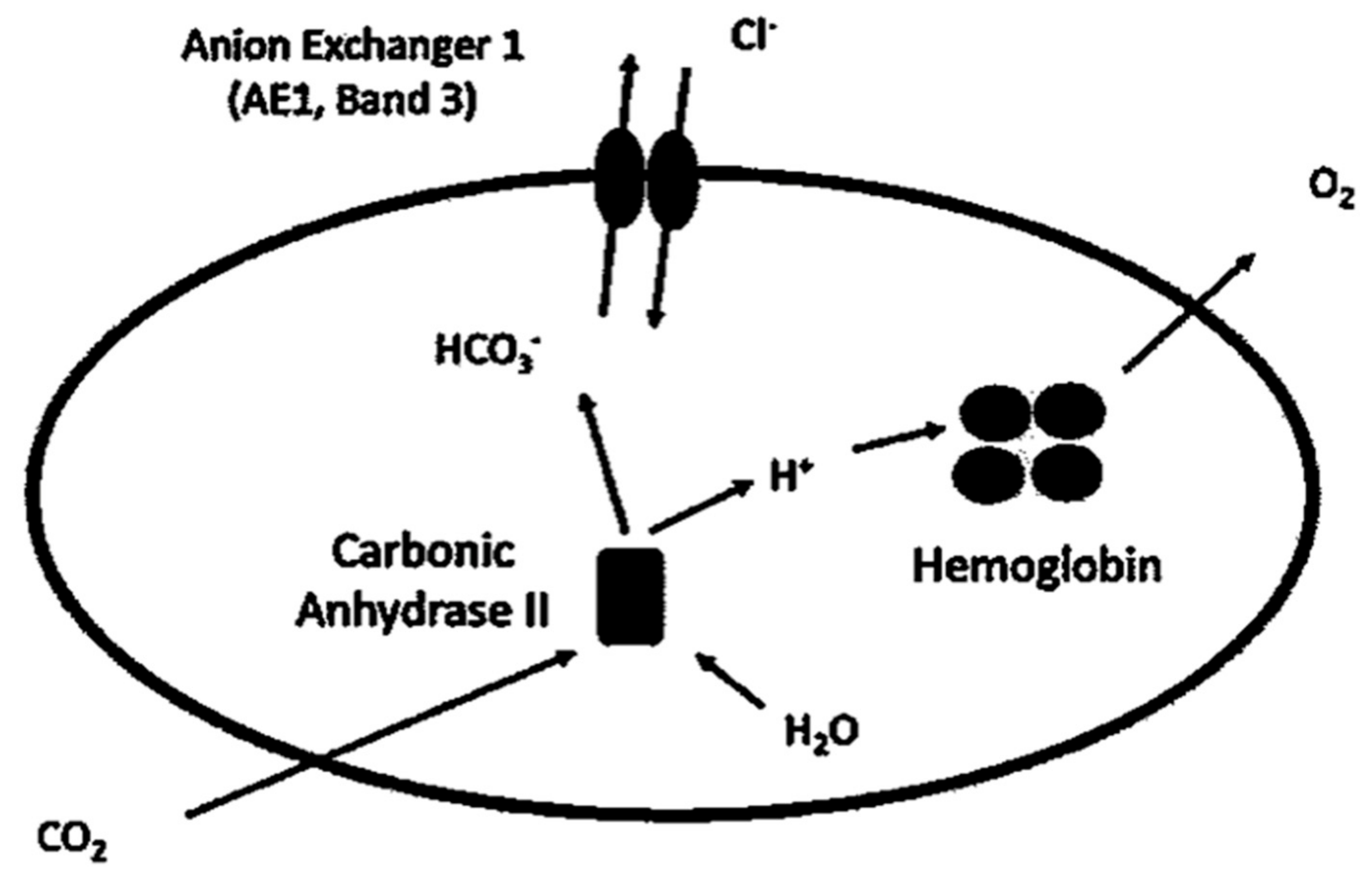 Antioxidants 09 00025 g001