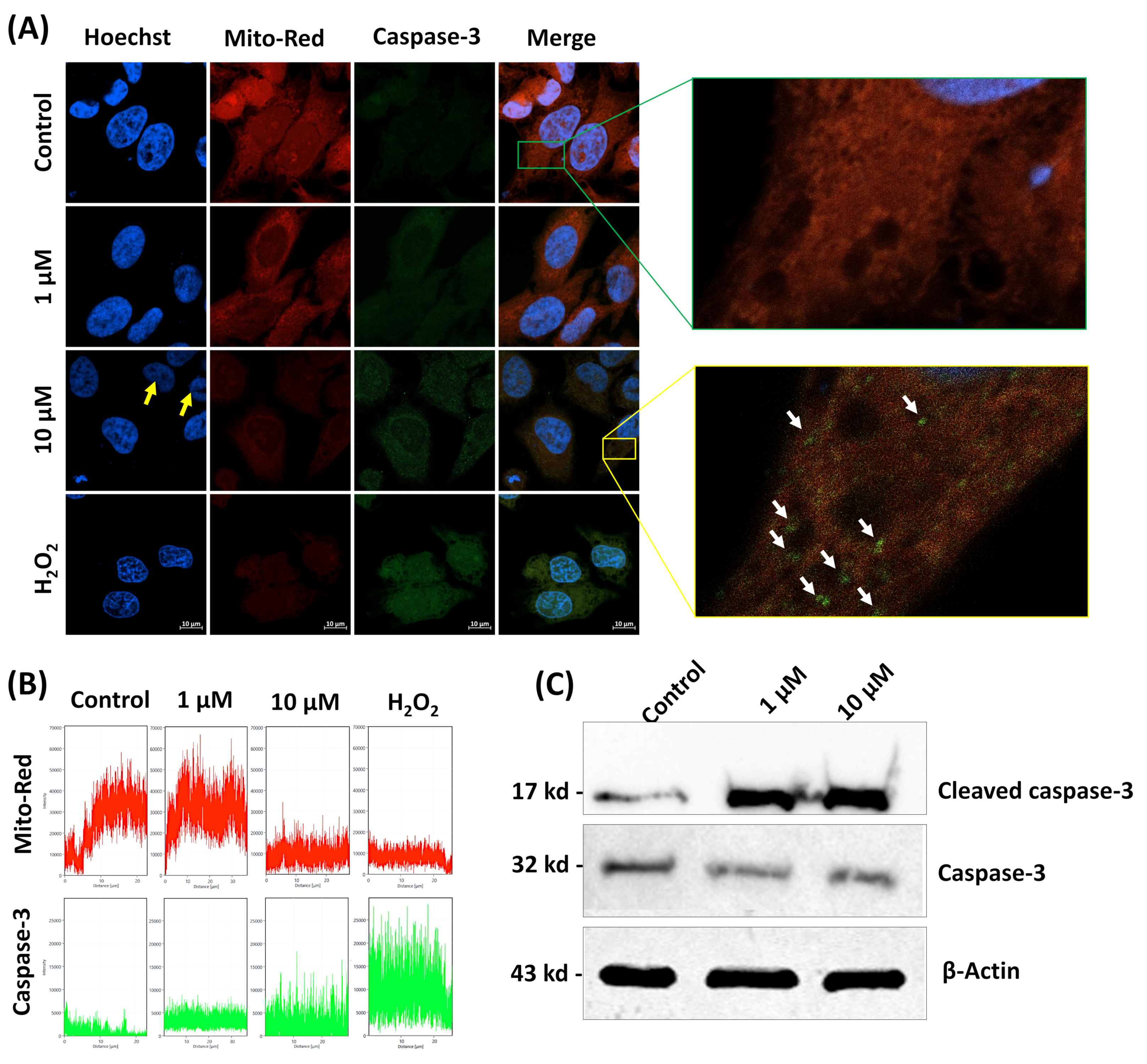 Antioxidants 09 00028 g005 Antioxidants 09 00028 g005