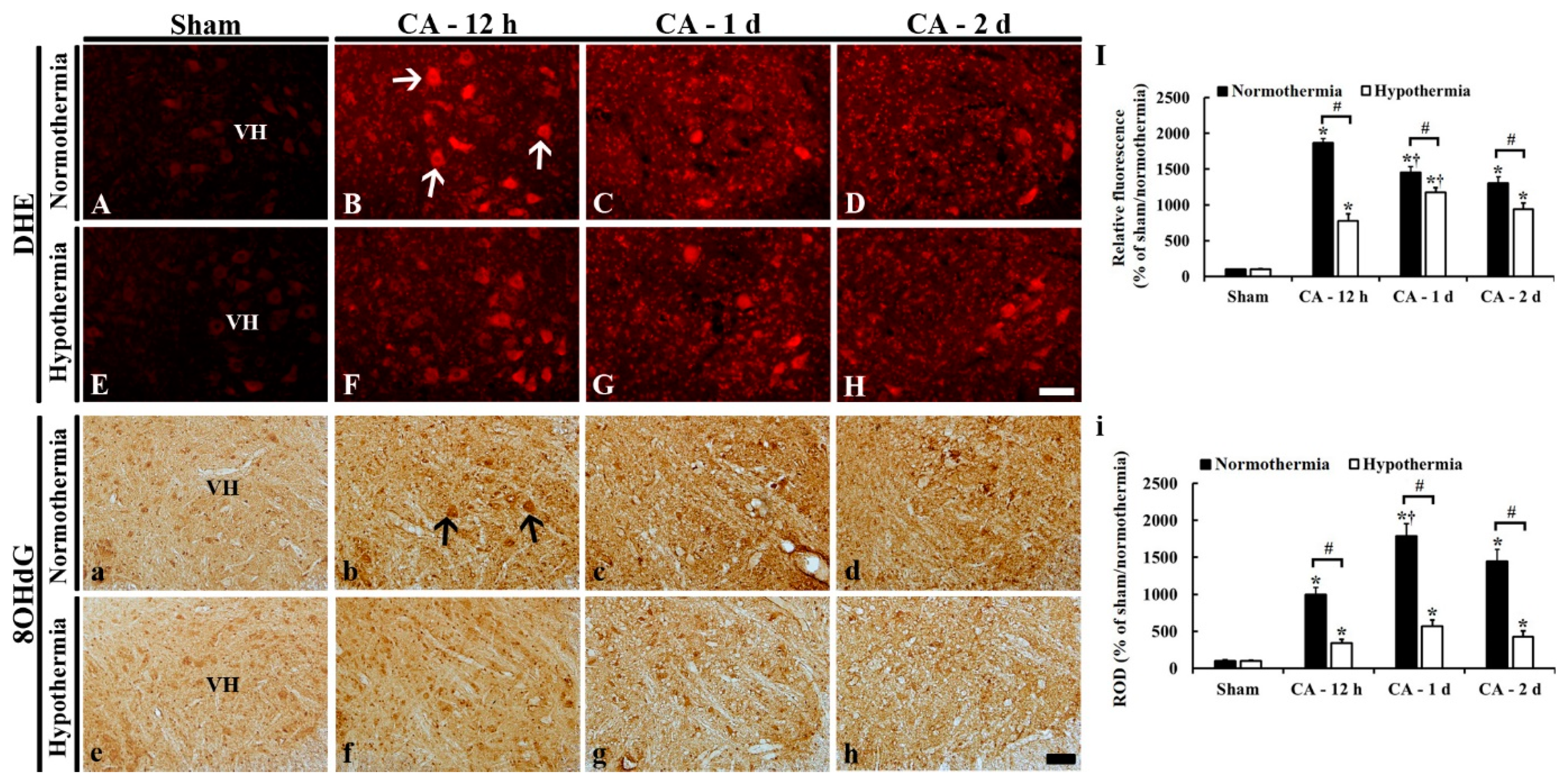 Antioxidants 09 00038 g005 Antioxidants 09 00038 g005