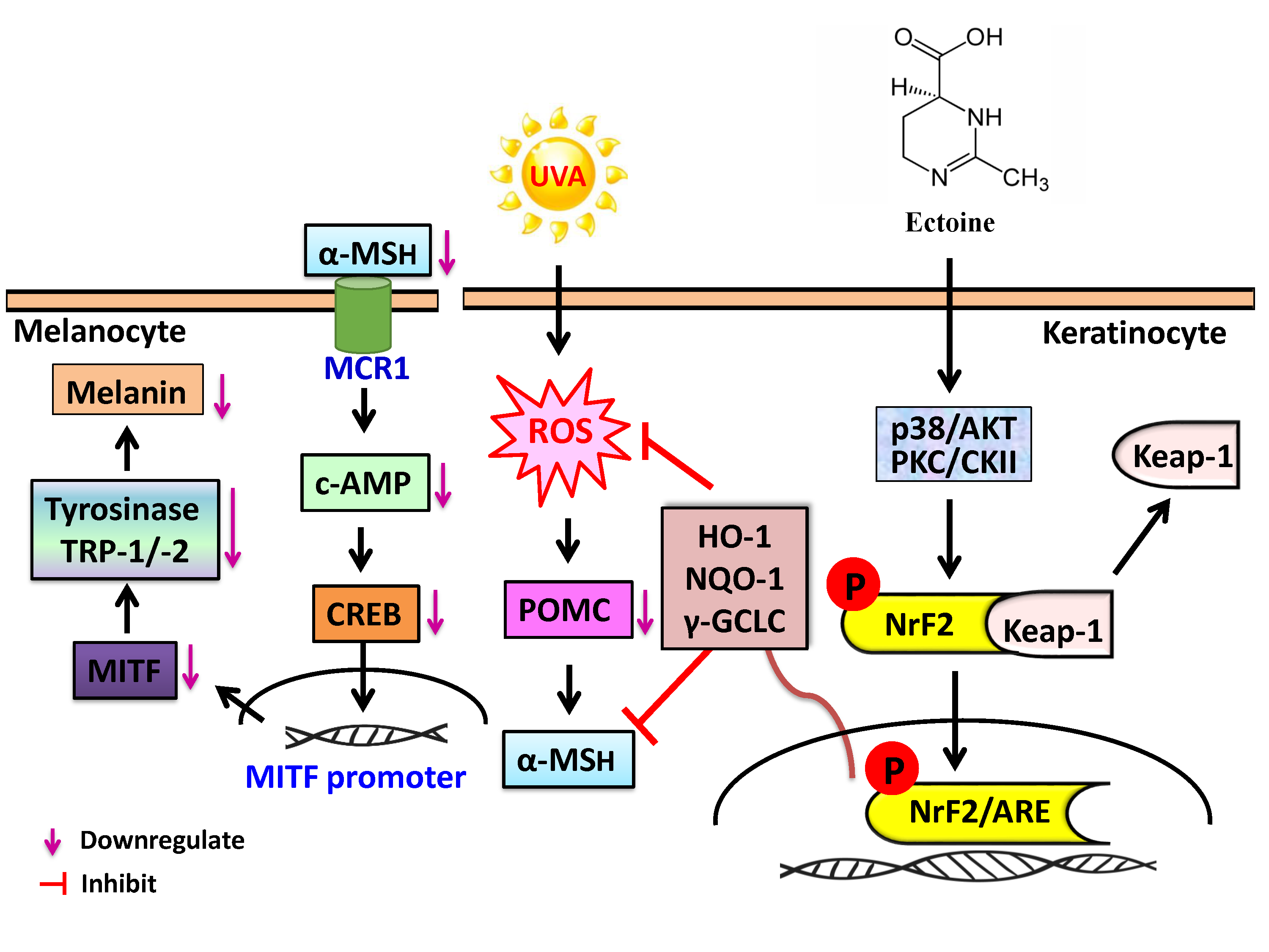 Antioxidants Free FullText The SkinWhitening Effects of Ectoine
