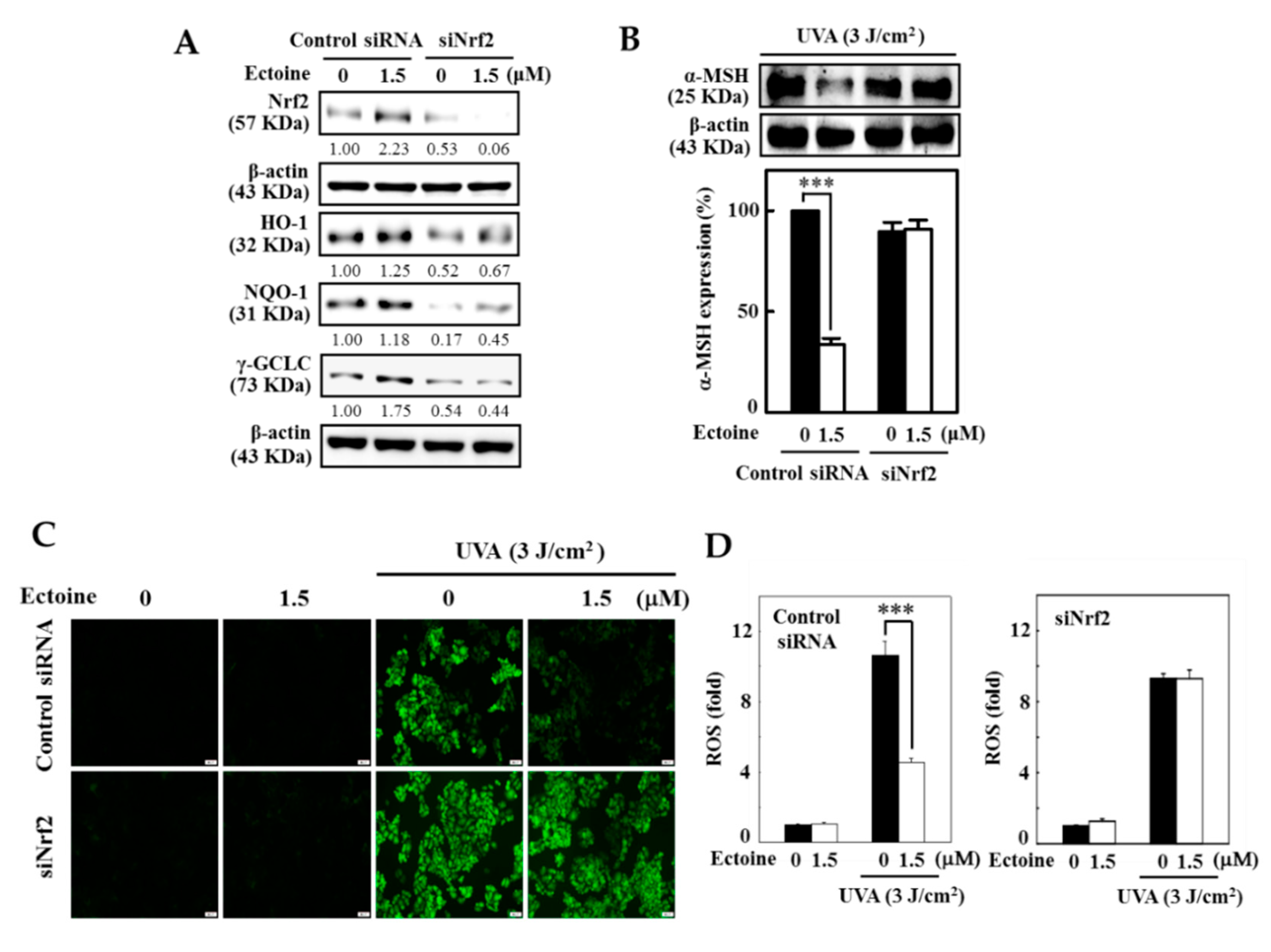 Antioxidants 09 00063 g007