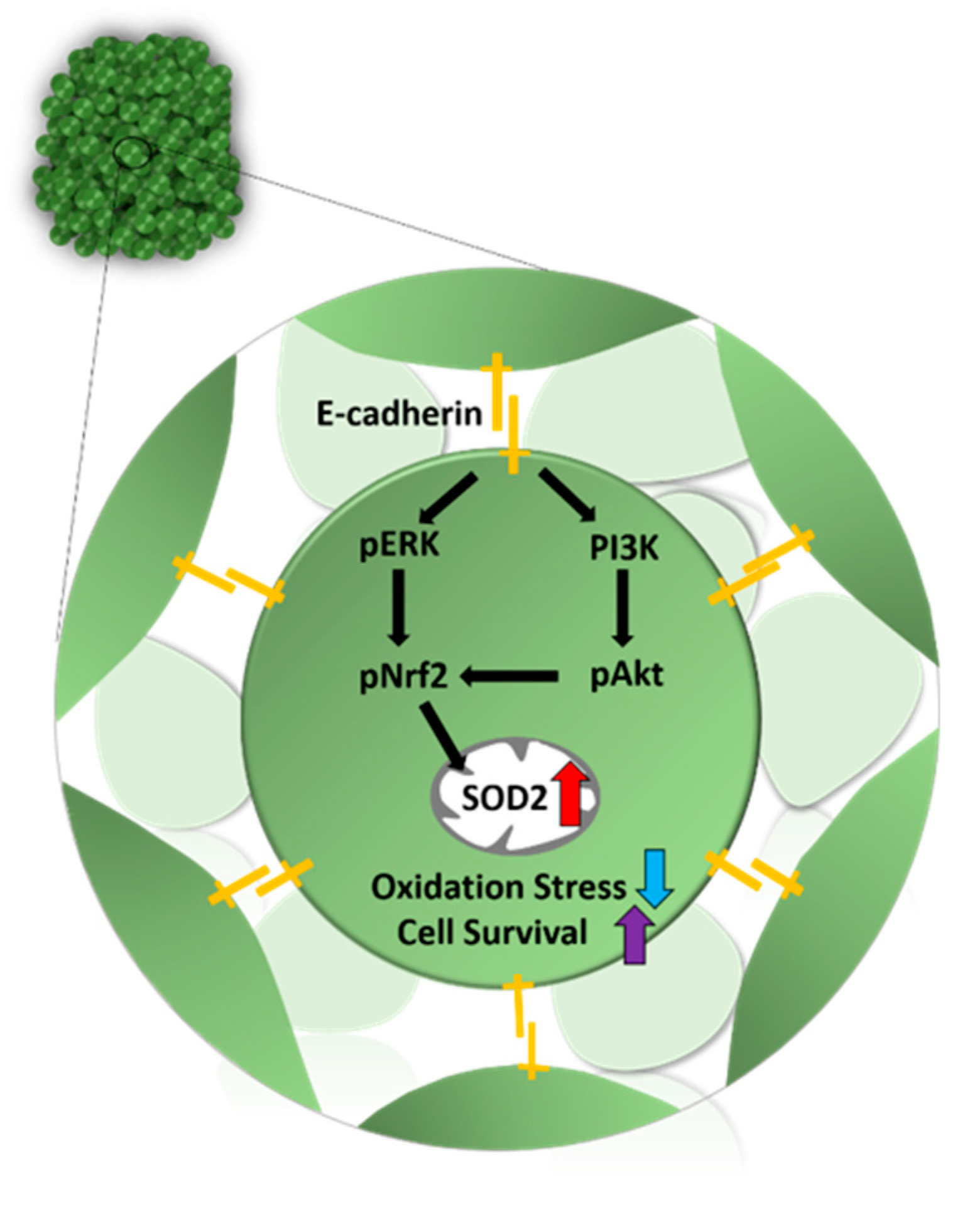 Antioxidants 09 00066 g006 Antioxidants 09 00066 g006