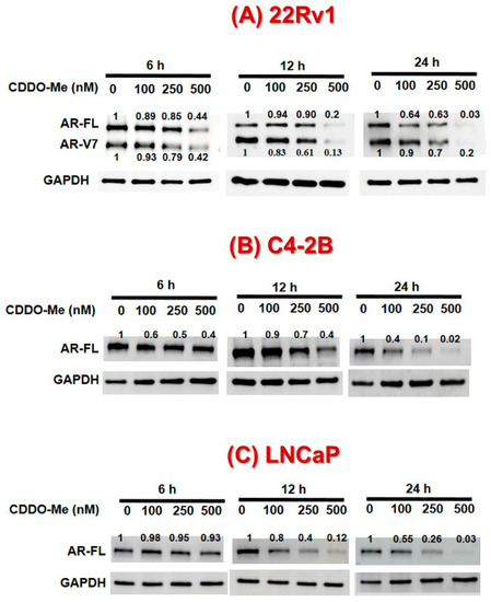 Bardoxolone-Methyl (CDDO-Me) Suppresses Androgen Receptor