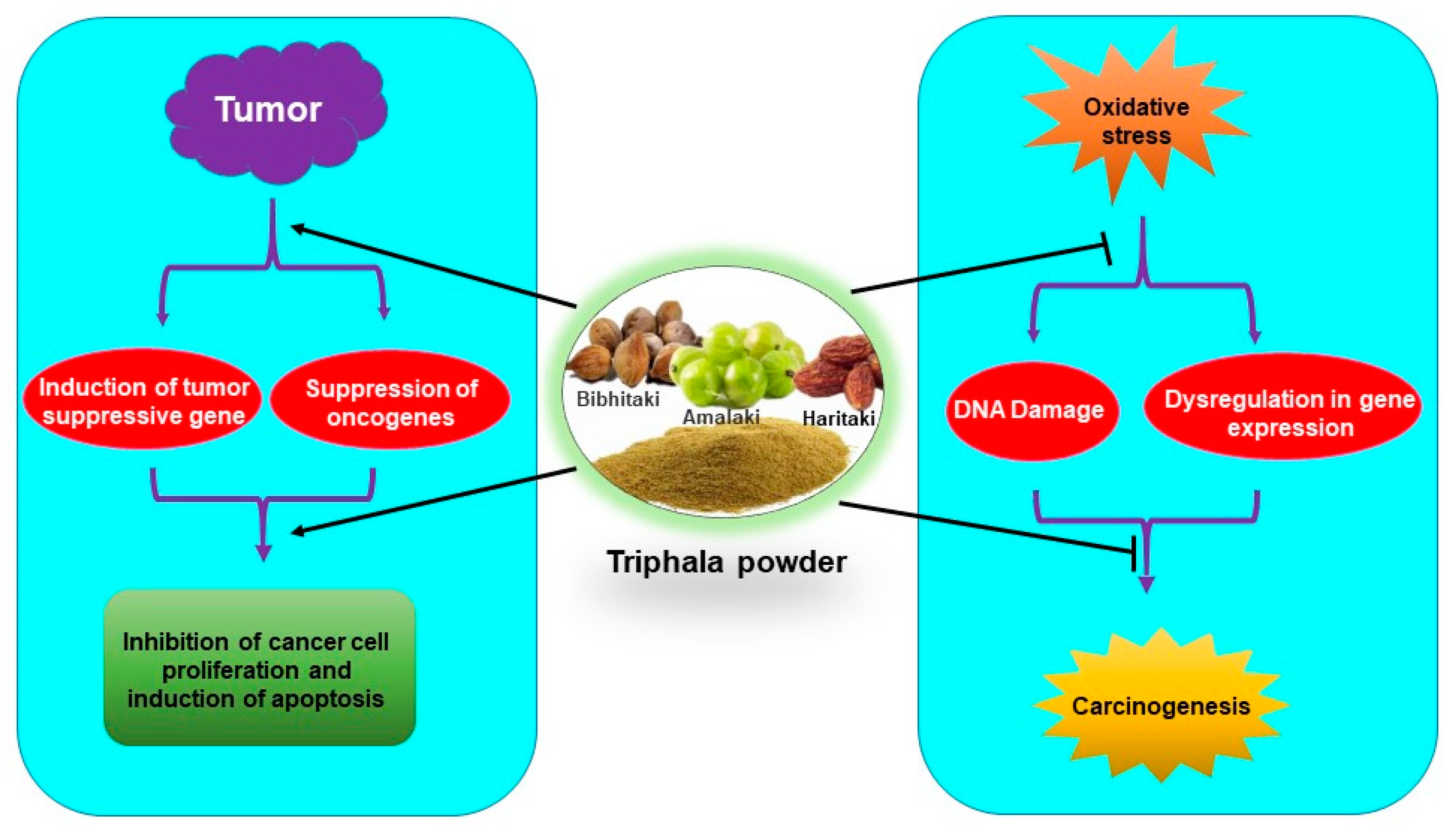 Antioxidants Free FullText Oxidative Stress and Cancer