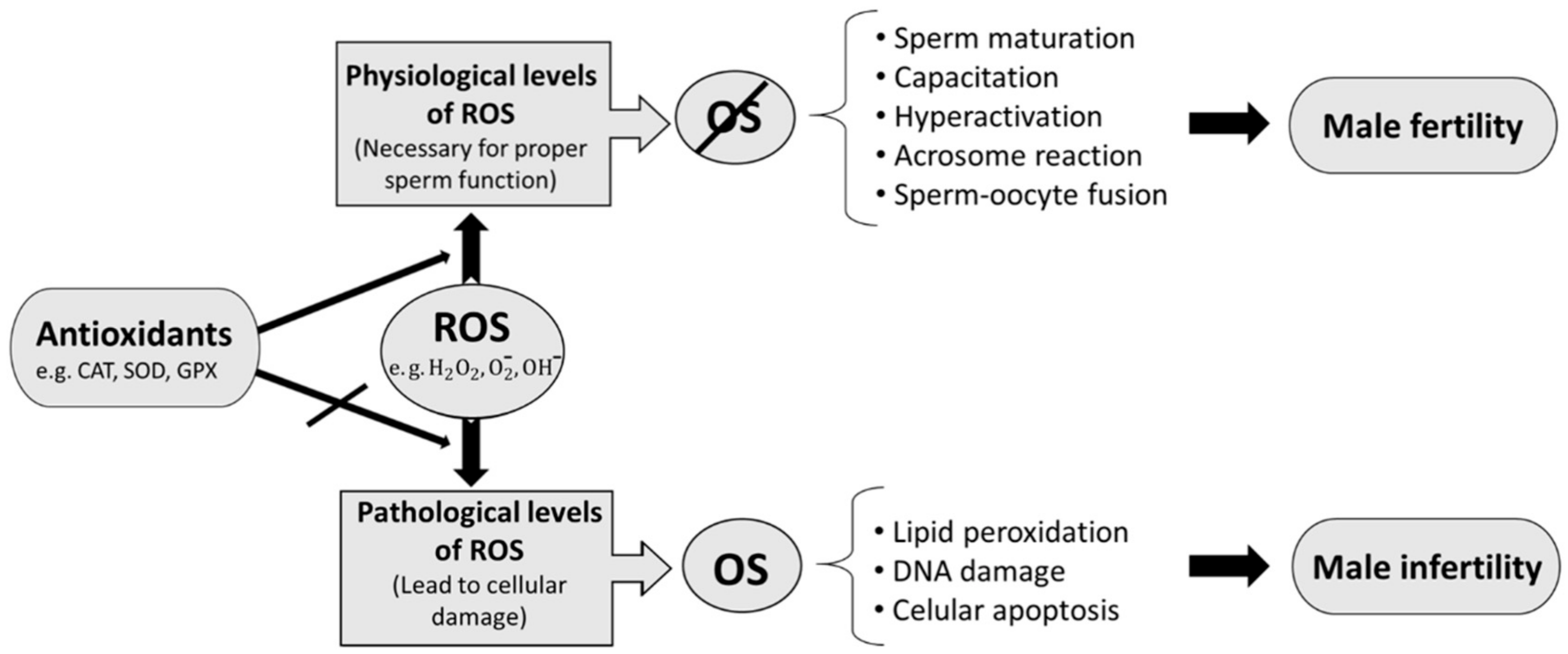 Antioxidants Free FullText Catalase as a Molecular Target for Male