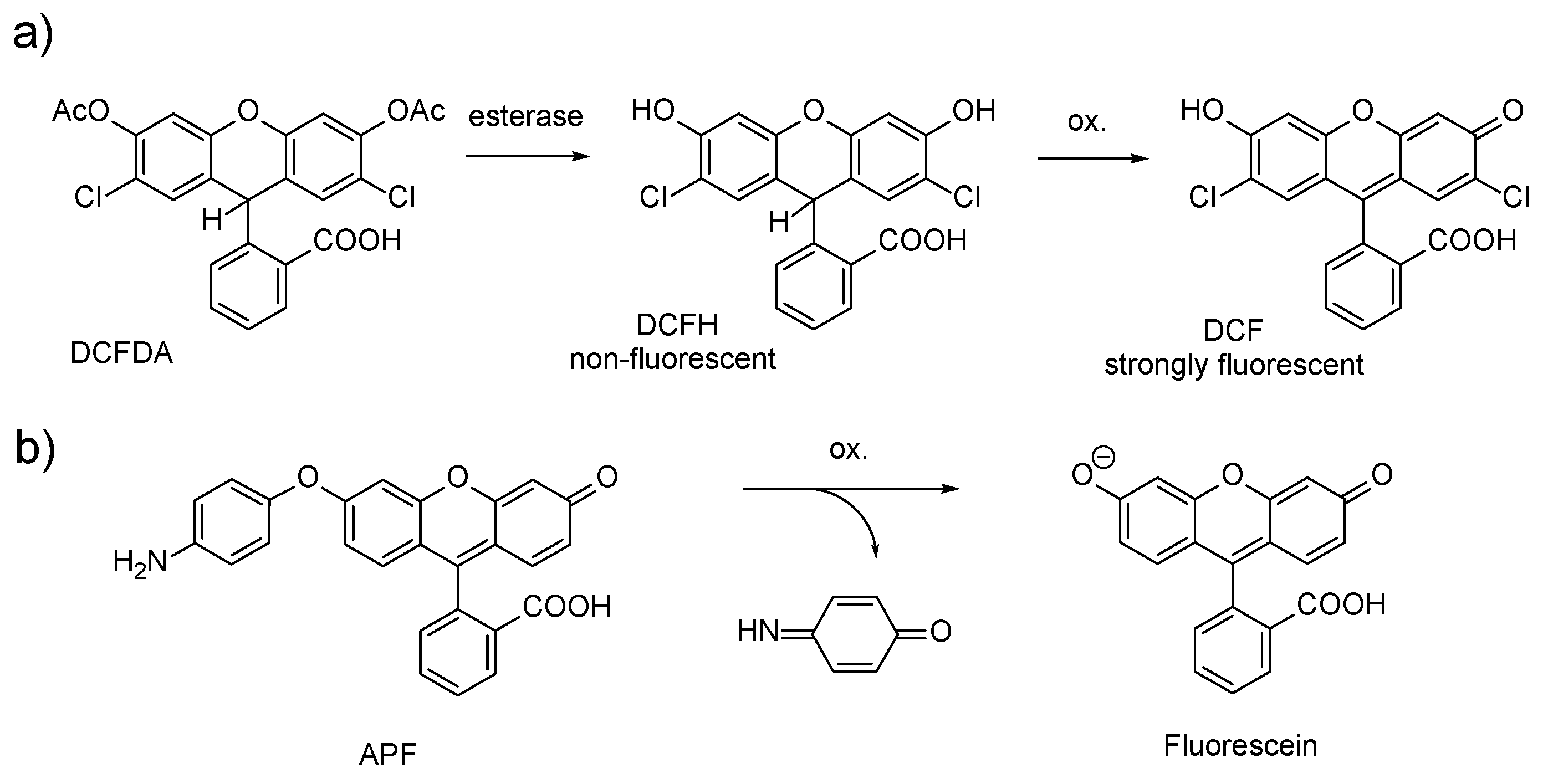 Antioxidants 09 00088 g001 Antioxidants 09 00088 g001