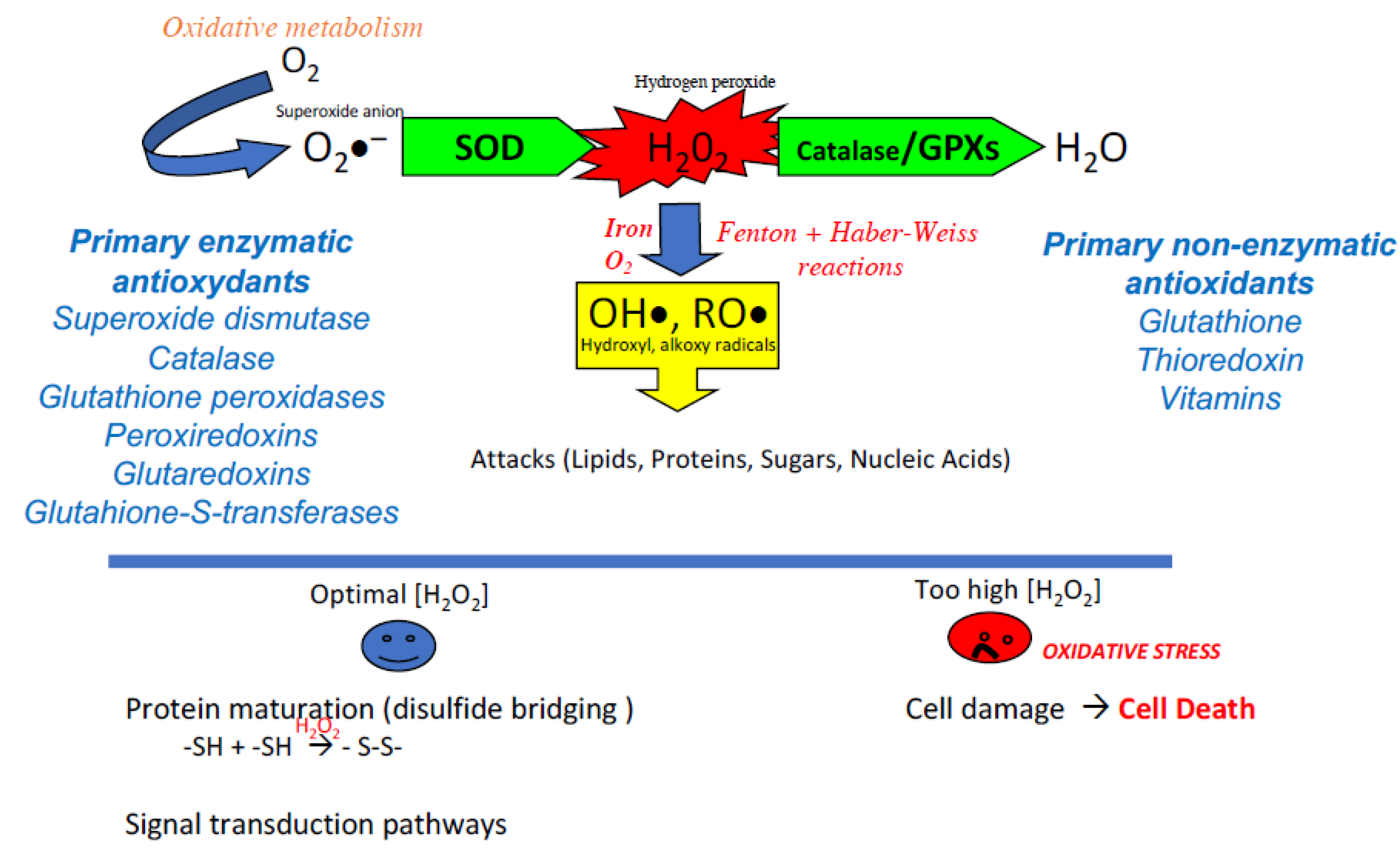 Antioxidants Free FullText Oxidation of Sperm Nucleus in Mammals