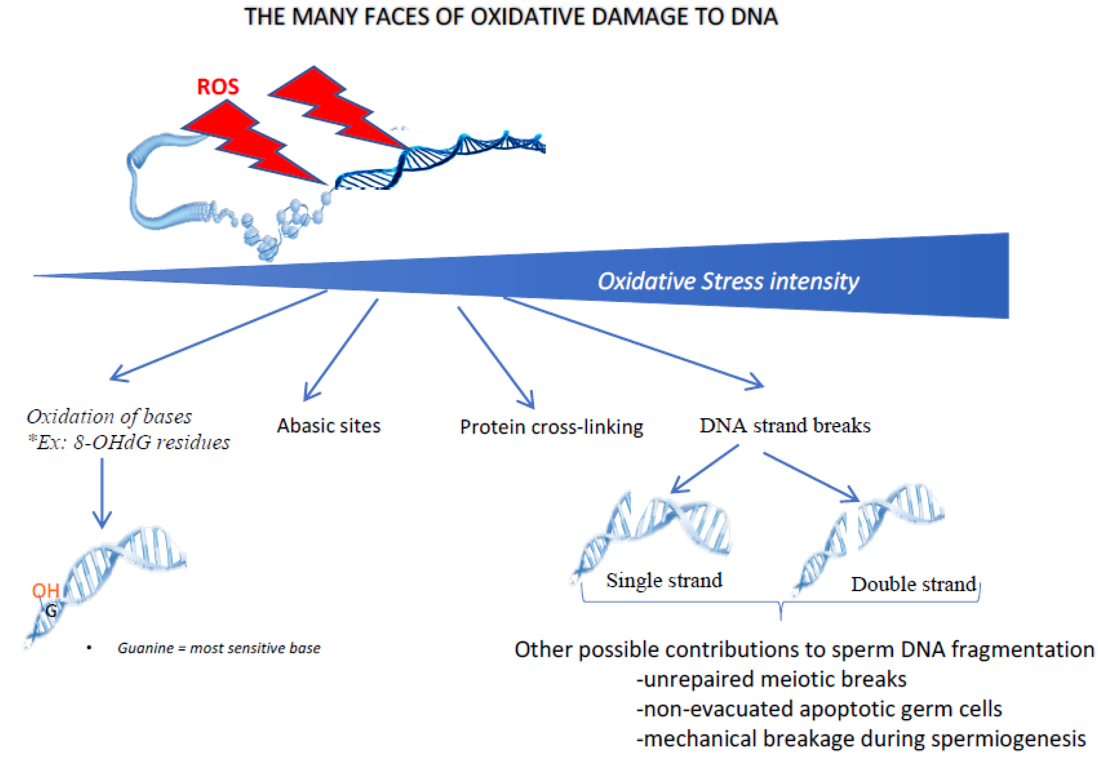 Antioxidants 09 00095 g004 Antioxidants 09 00095 g004