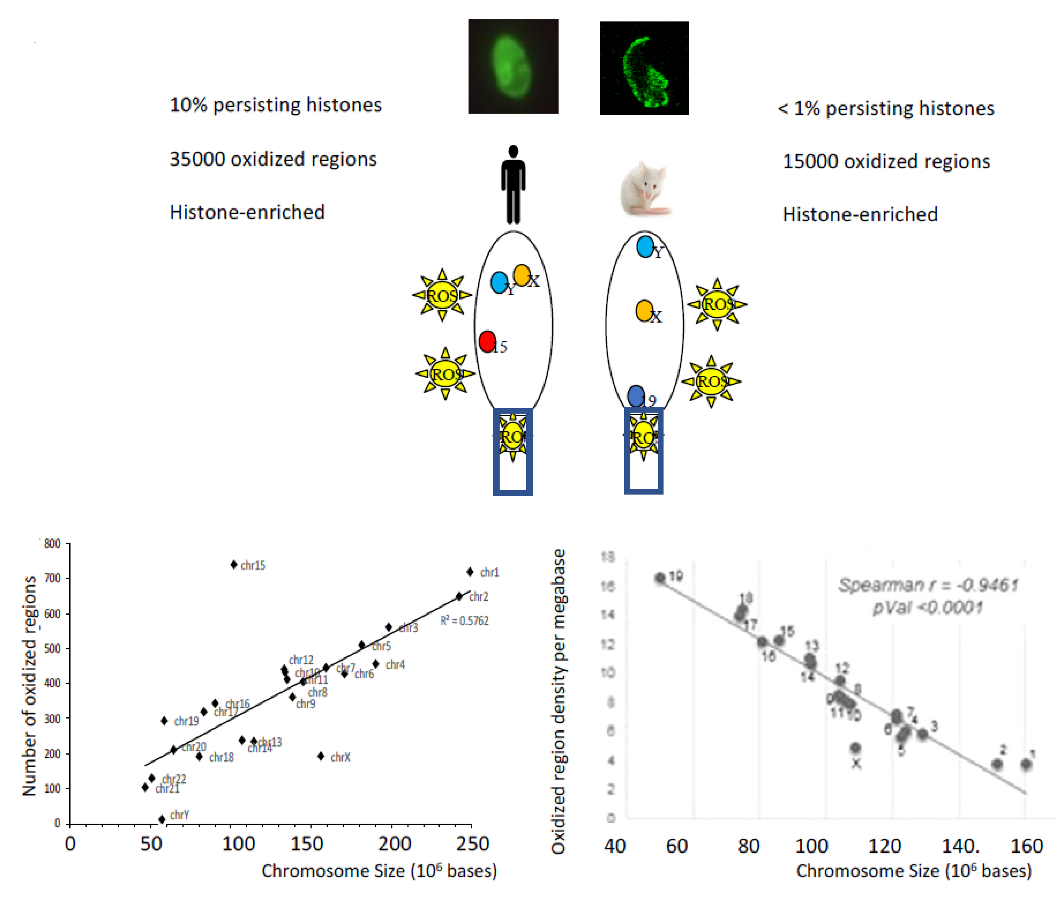 Antioxidants 09 00095 g005 Antioxidants 09 00095 g005
