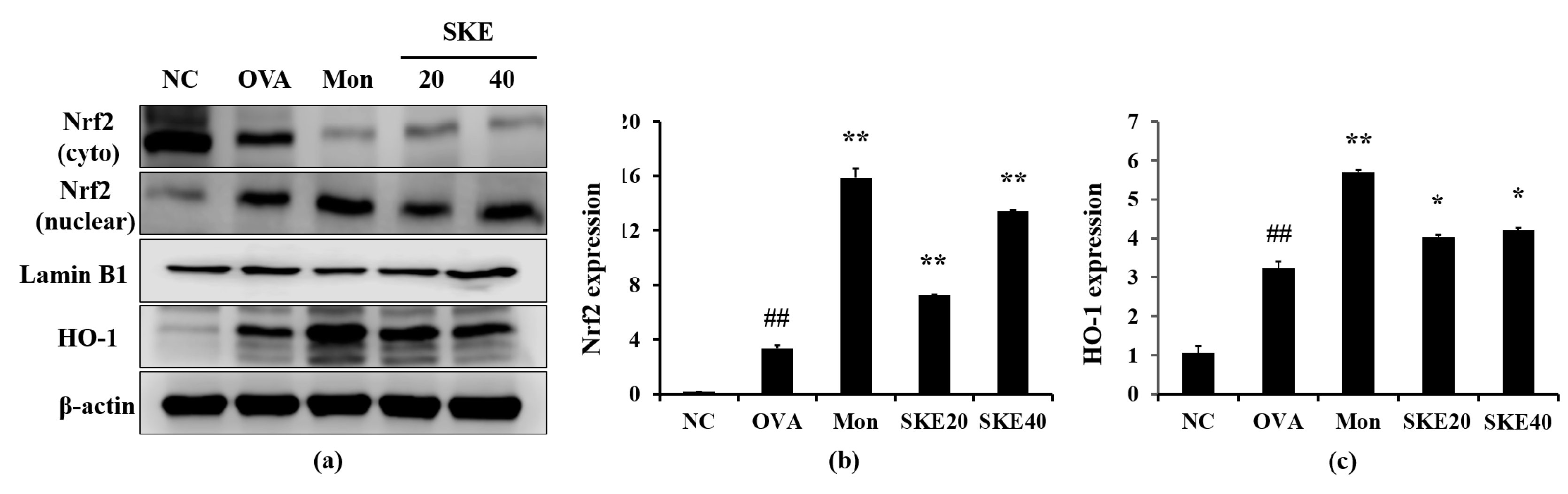 Antioxidants 09 00099 g008