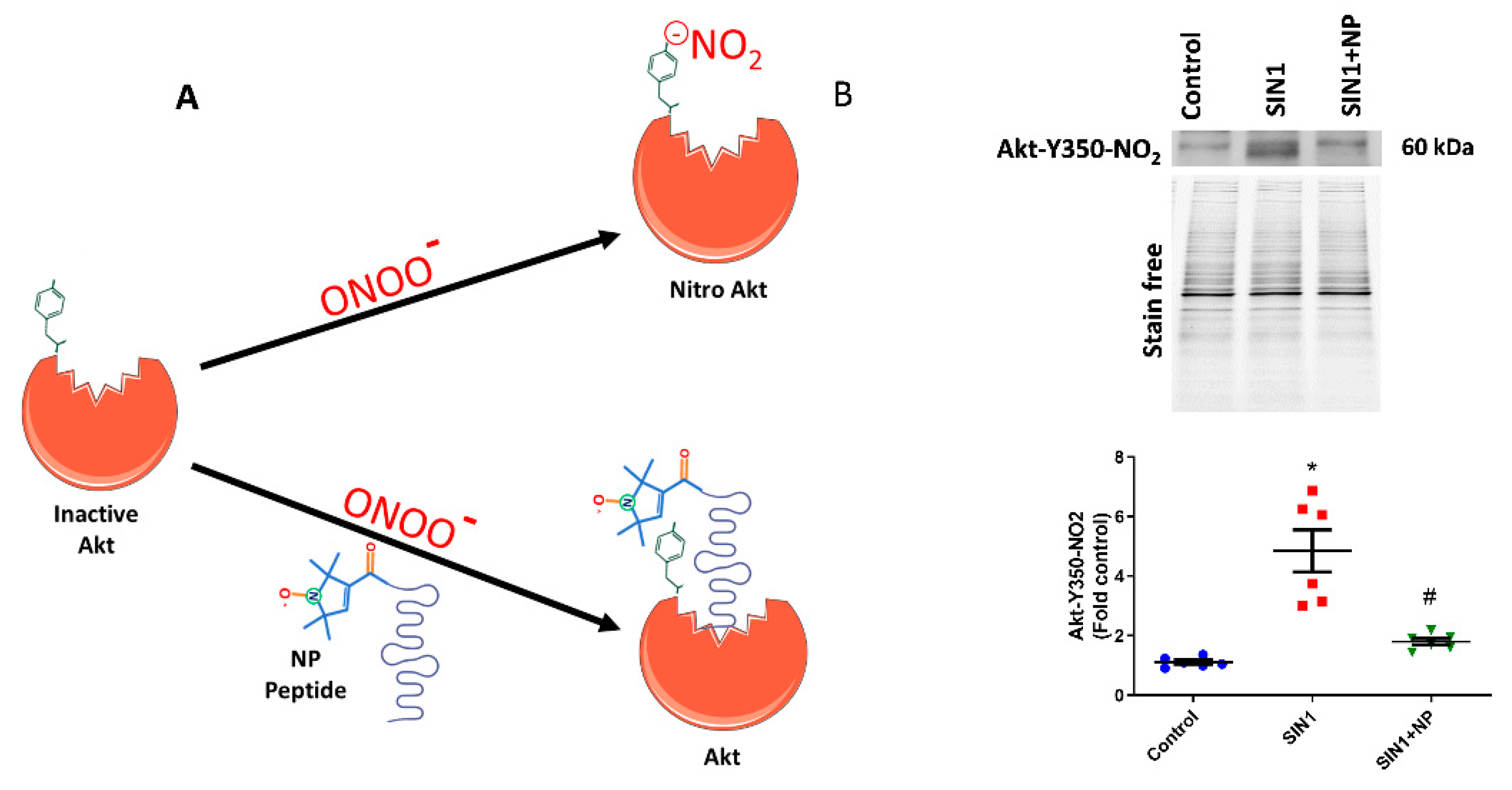 Antioxidants 09 00104 g001