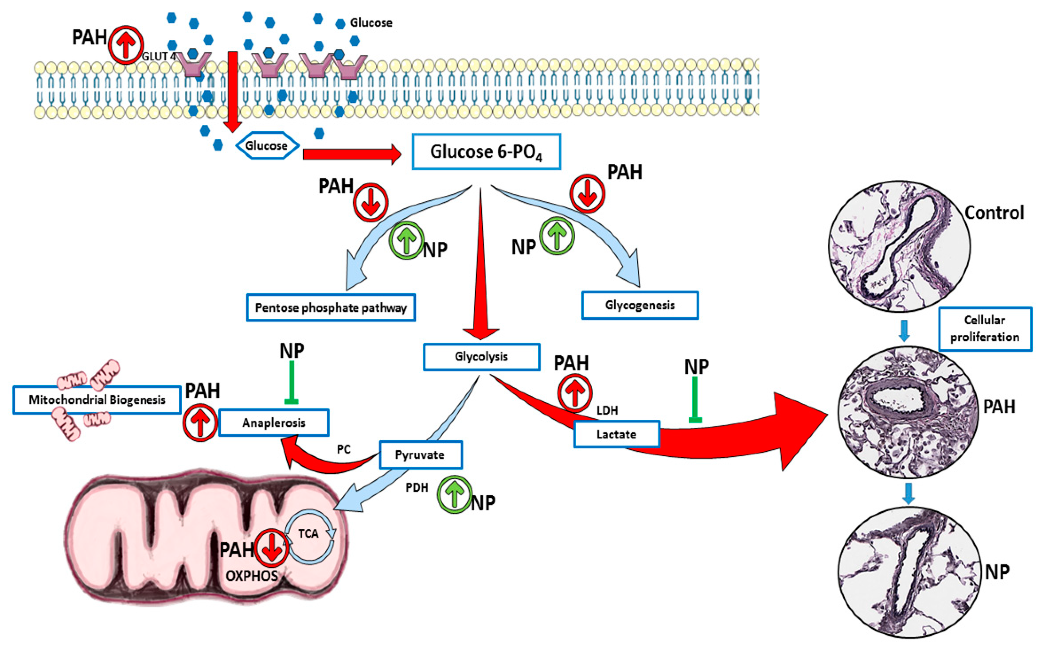 Antioxidants 09 00104 g007