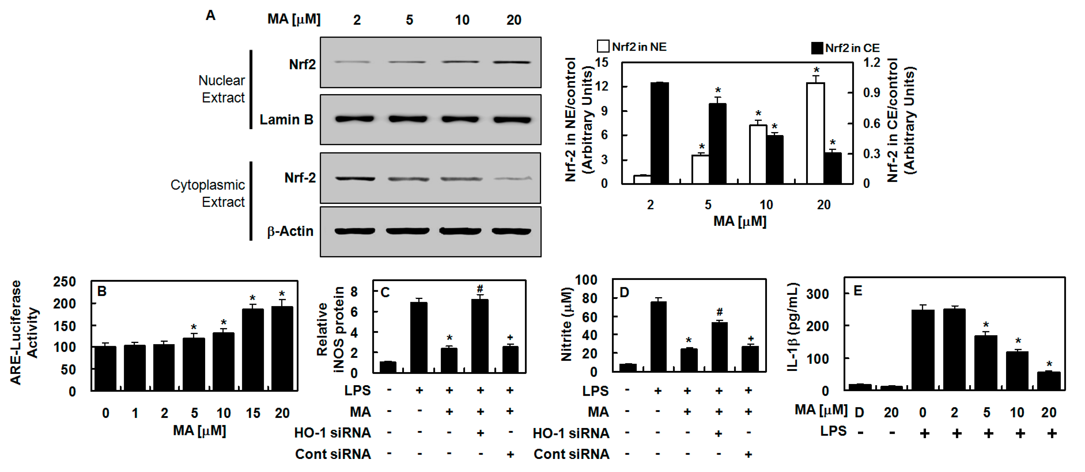 Antioxidants 09 00106 g003