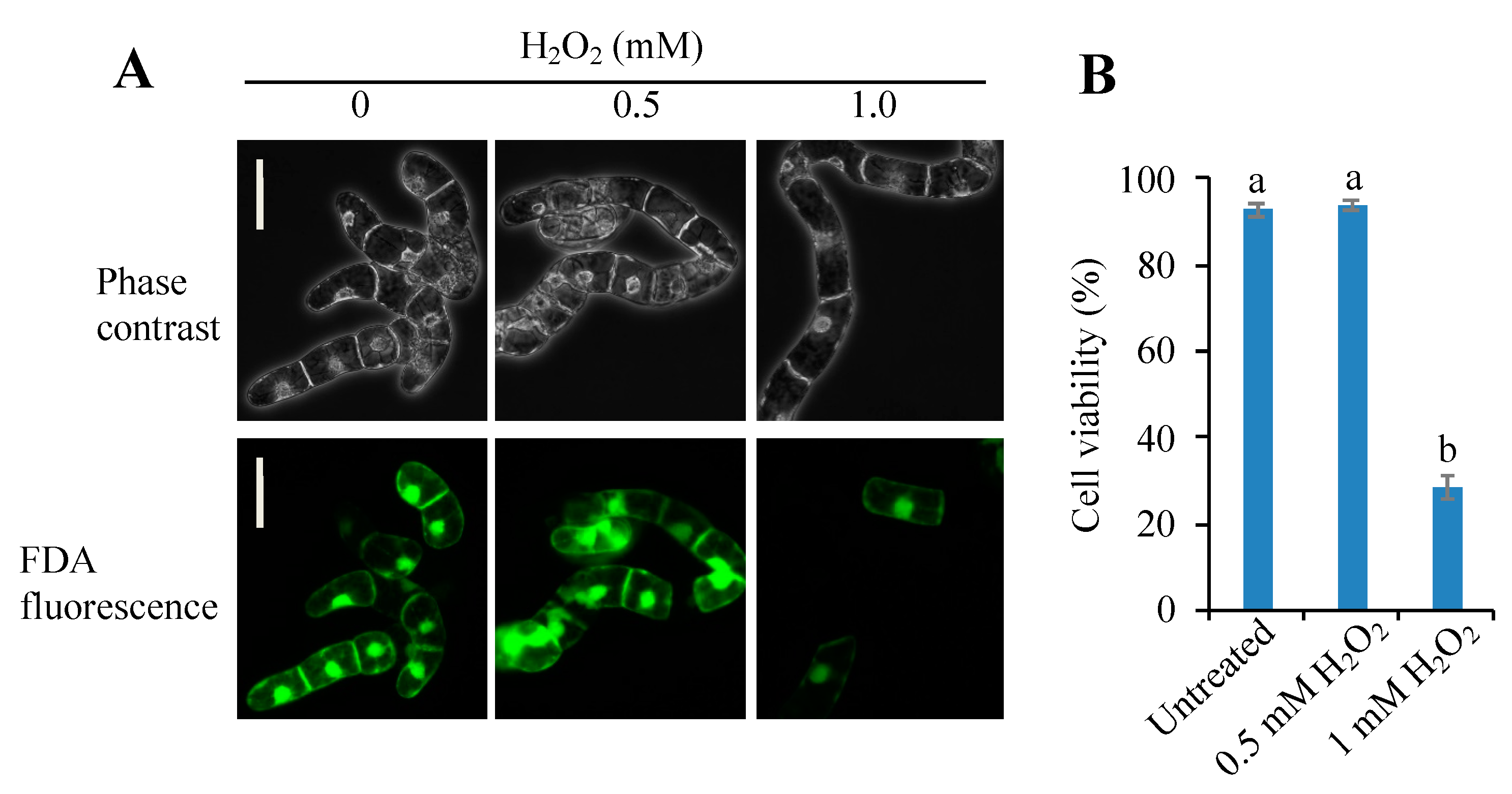 Antioxidants 09 00141 g001 Antioxidants 09 00141 g001
