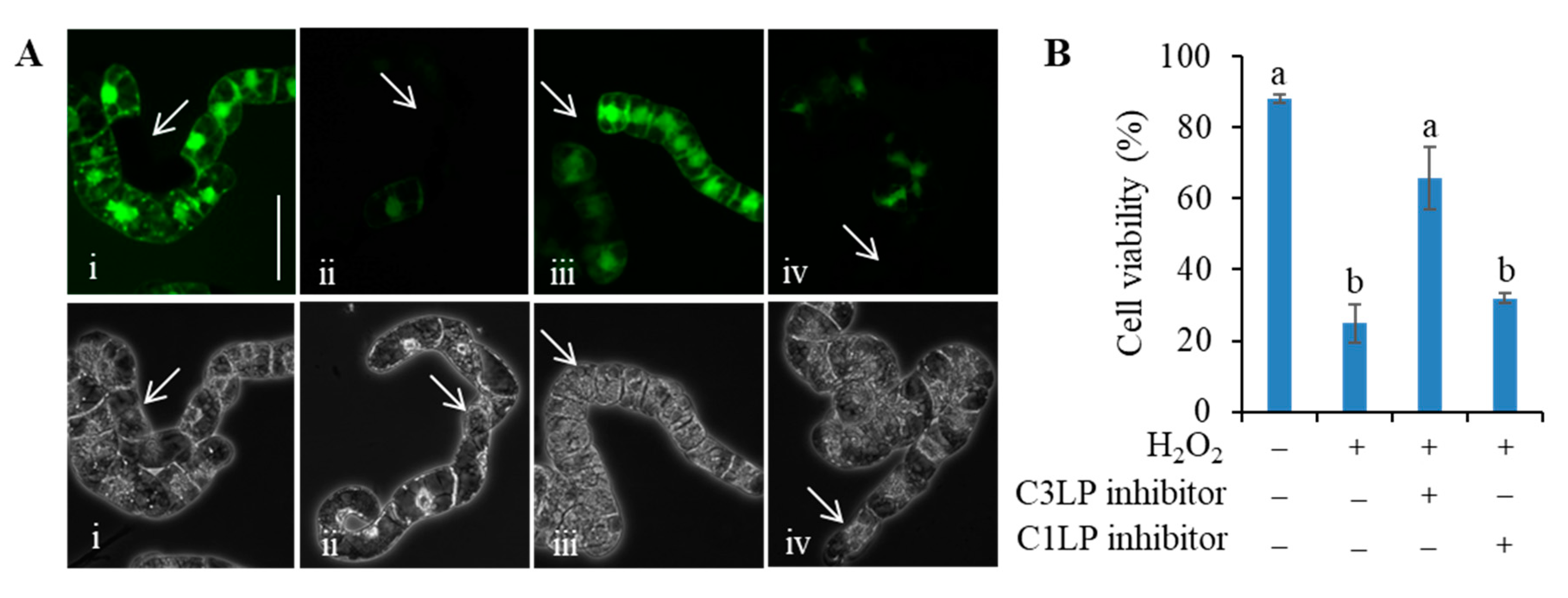 Antioxidants 09 00141 g003 Antioxidants 09 00141 g003