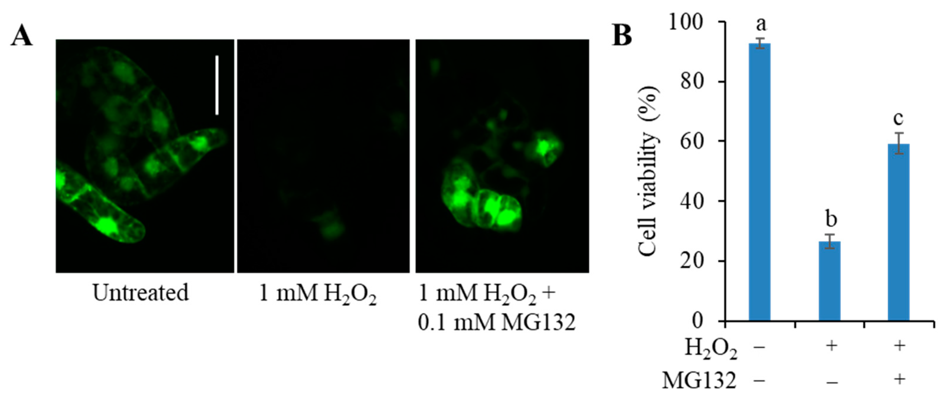 Antioxidants 09 00141 g004 Antioxidants 09 00141 g004