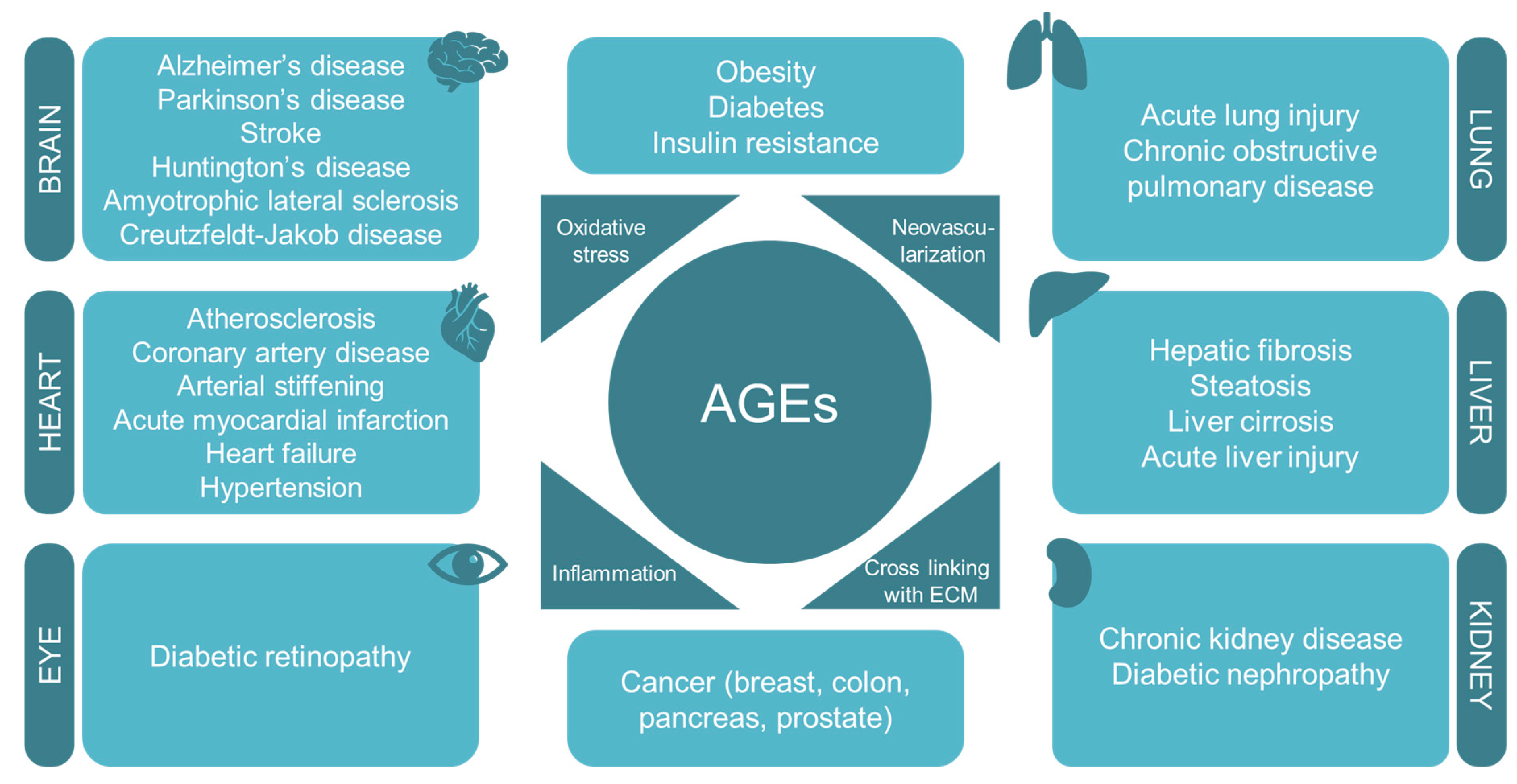 Antioxidants 09 00142 g003