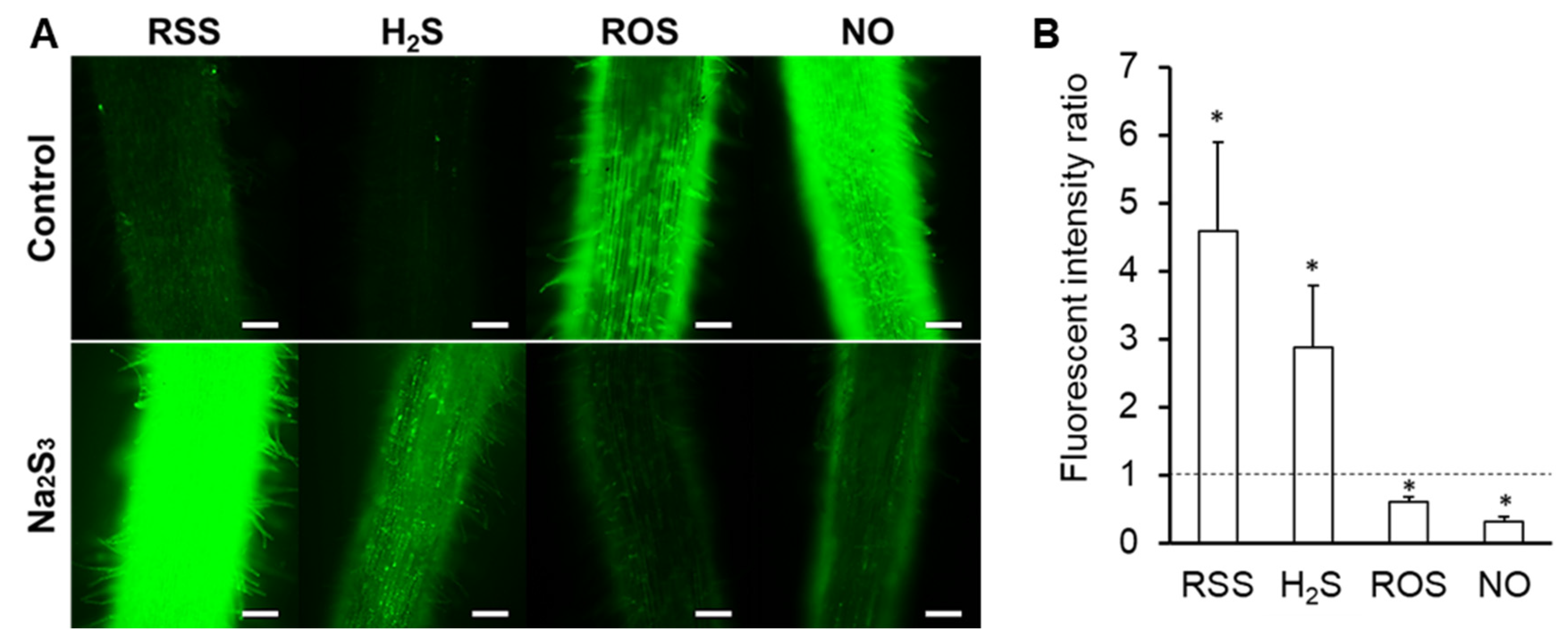Antioxidants 09 00145 g002 Antioxidants 09 00145 g002