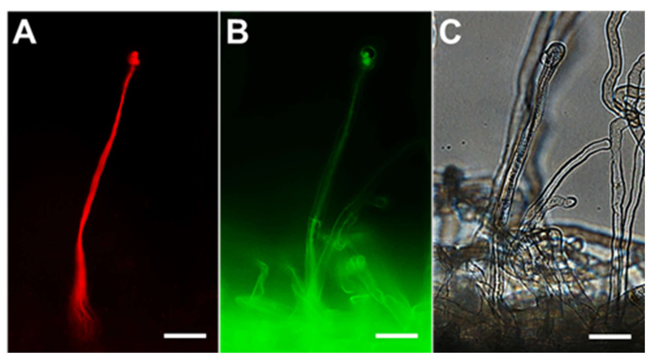 Antioxidants 09 00145 g003 Antioxidants 09 00145 g003