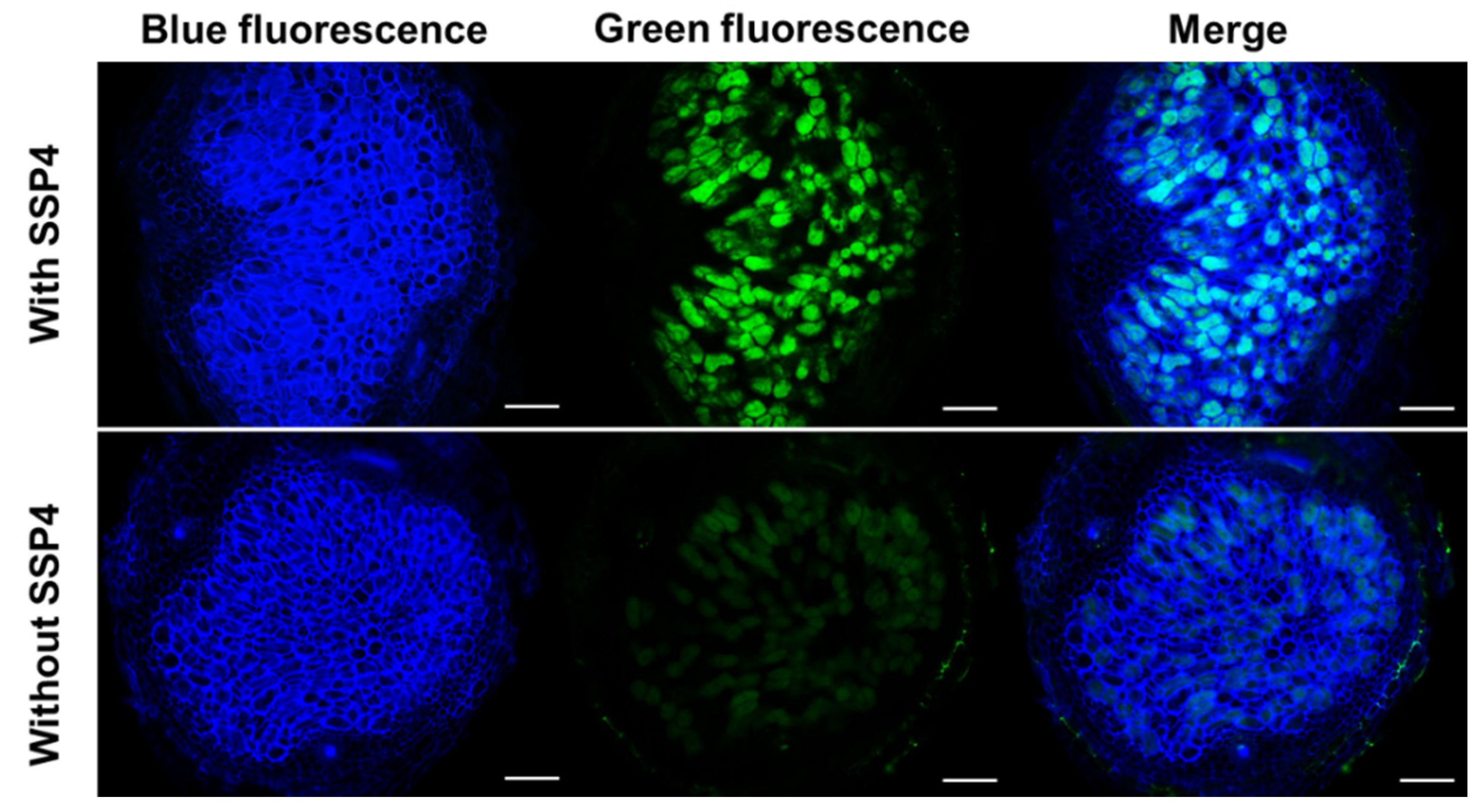 Antioxidants 09 00145 g004 Antioxidants 09 00145 g004