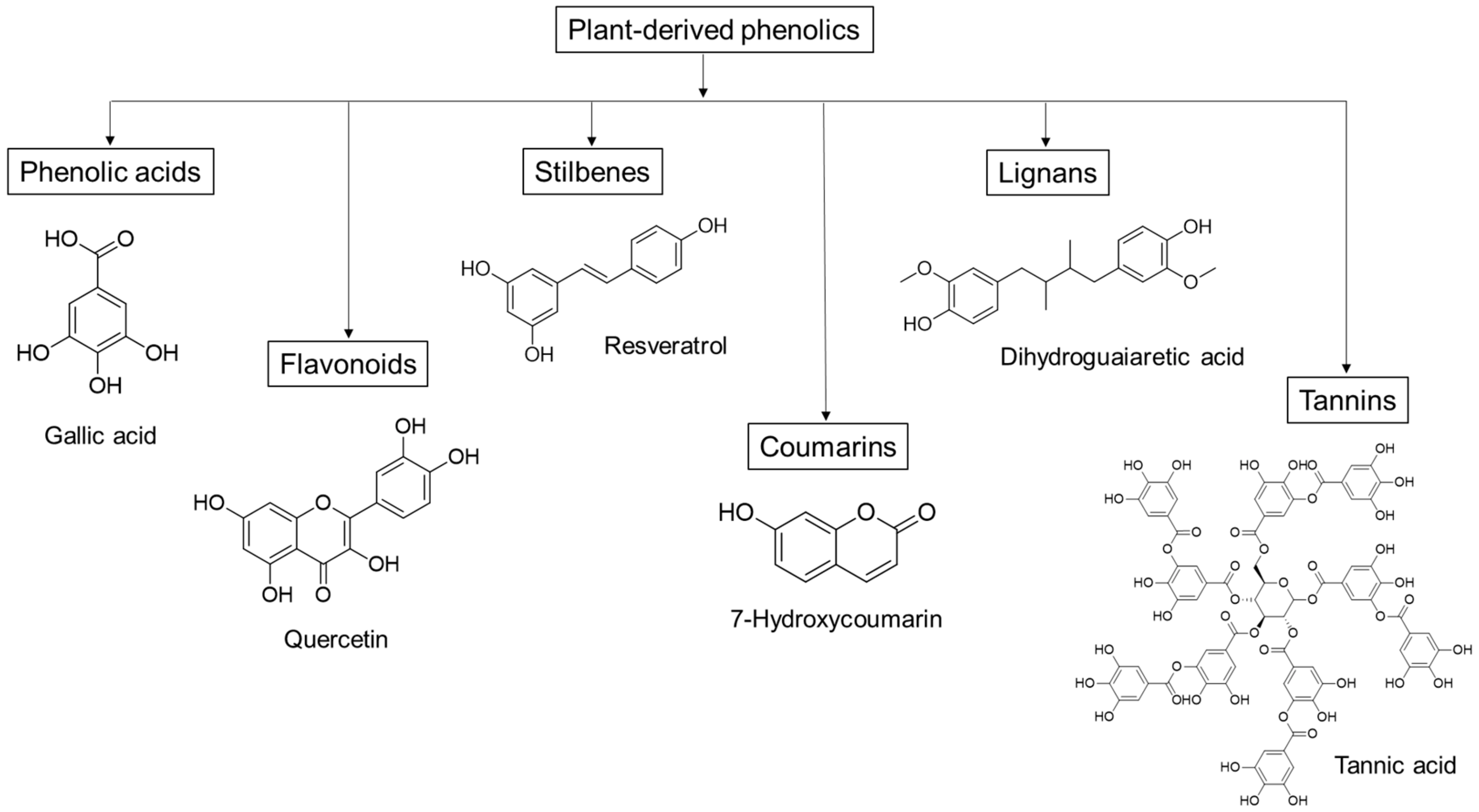 Phenolic Compounds. Antioxidant. Antioxidant Formula and mechanism. Прямой антиоксидант.