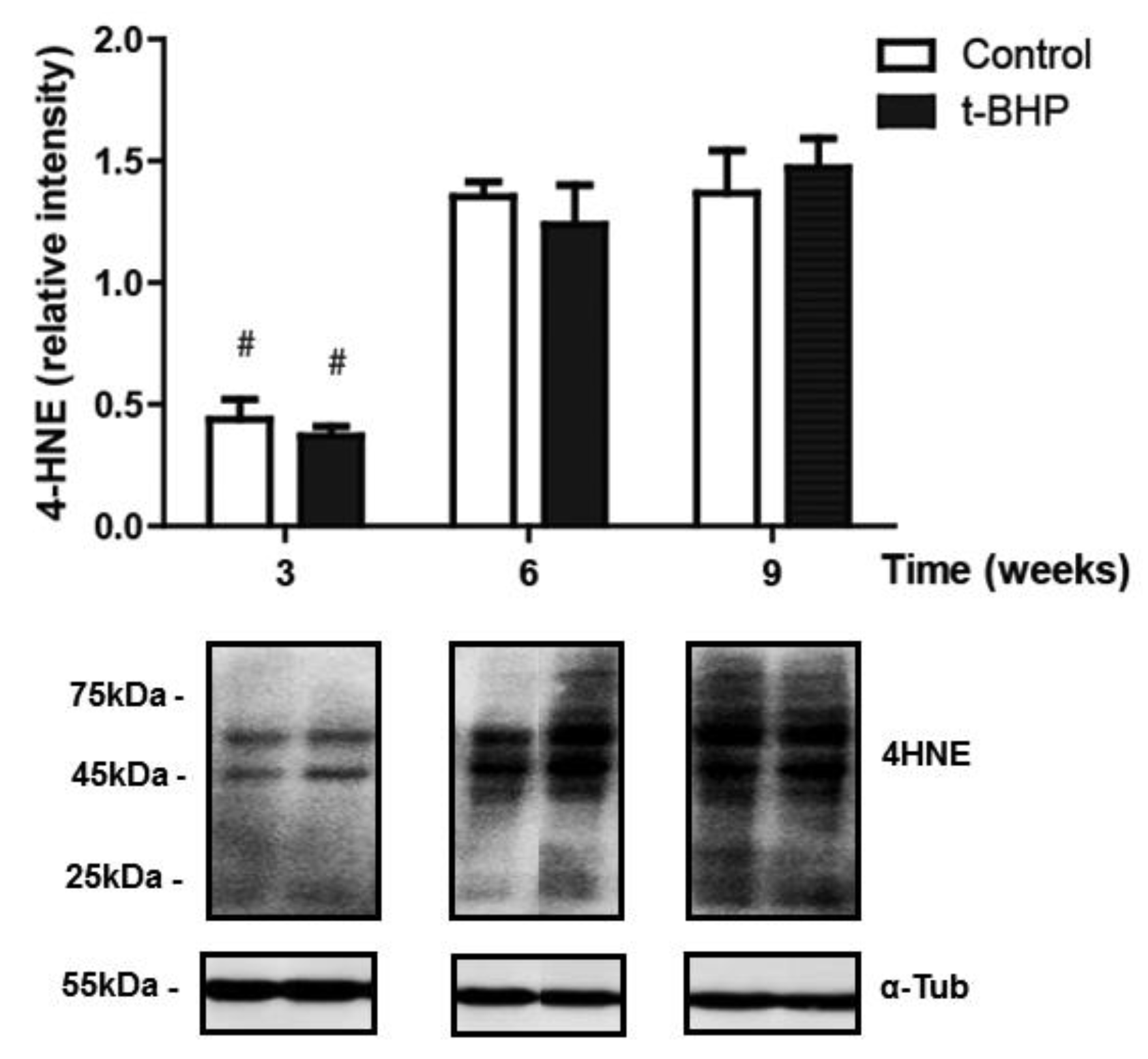 Antioxidants 09 00170 g008 Antioxidants 09 00170 g008