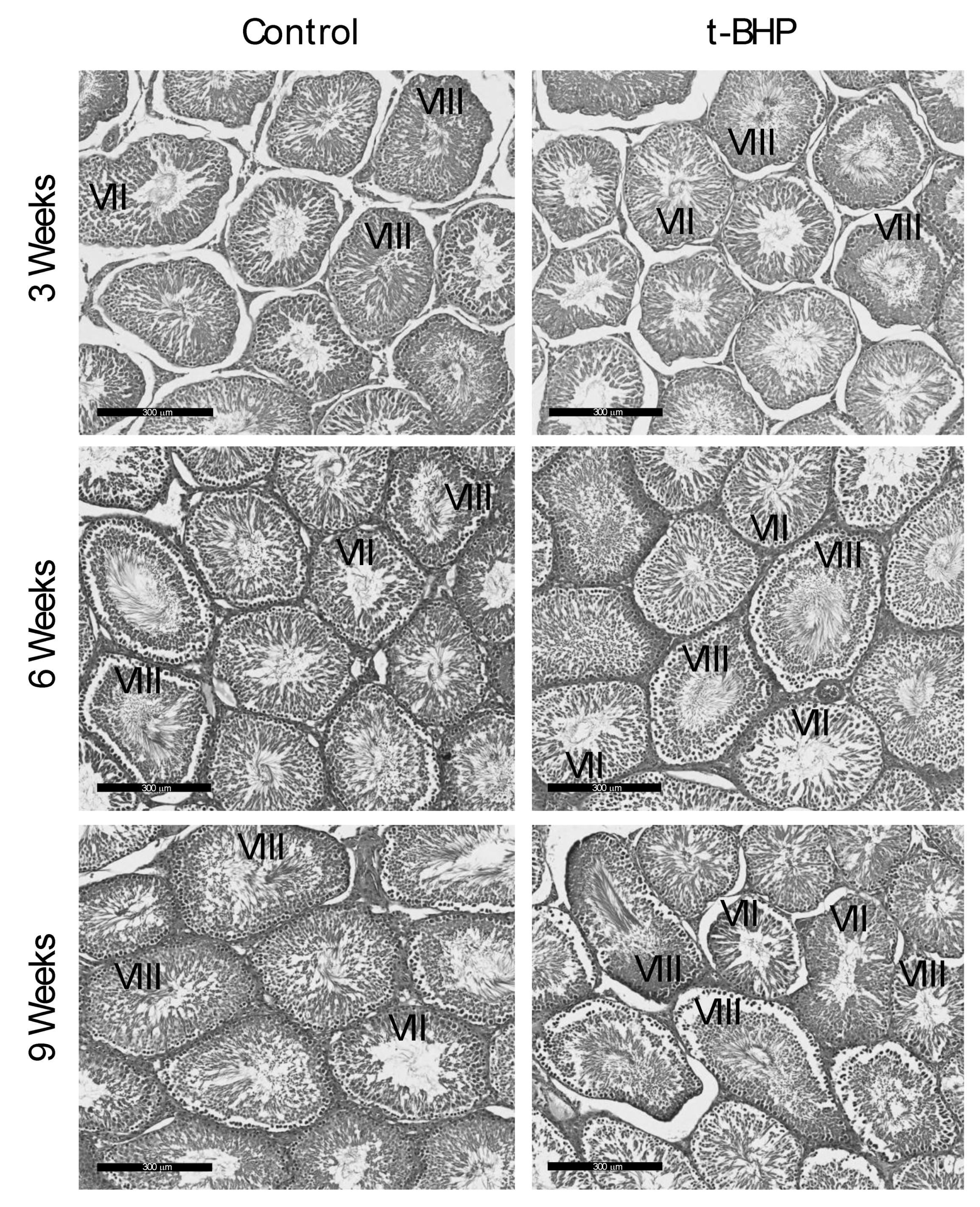 Antioxidants 09 00170 g010 Antioxidants 09 00170 g010