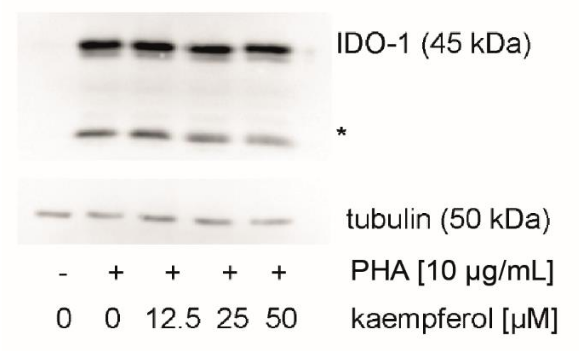 Antioxidants 09 00180 g006 Antioxidants 09 00180 g006