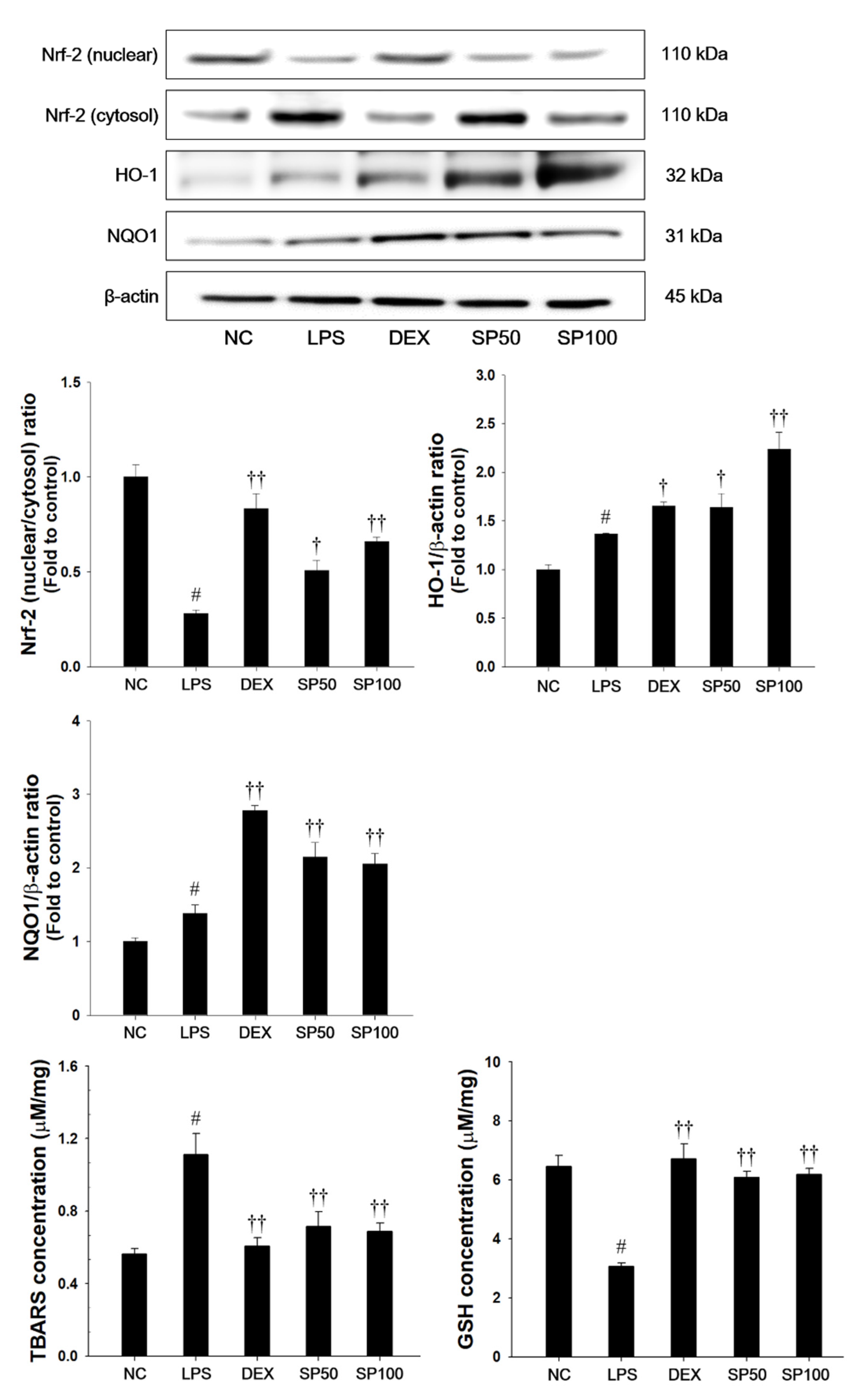 Antioxidants 09 00198 g005