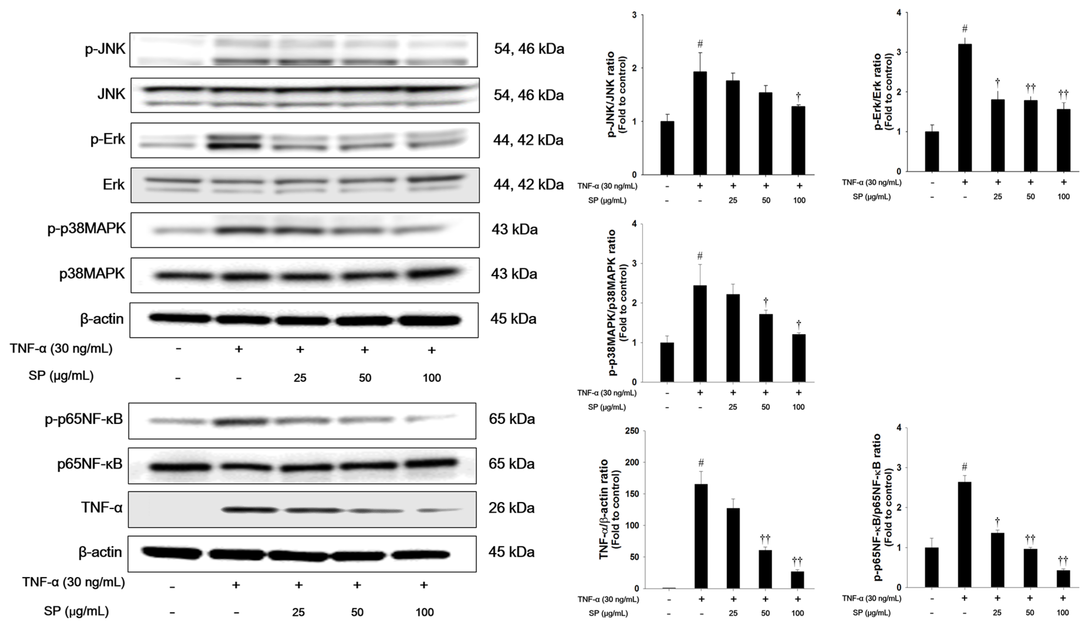 Antioxidants 09 00198 g007