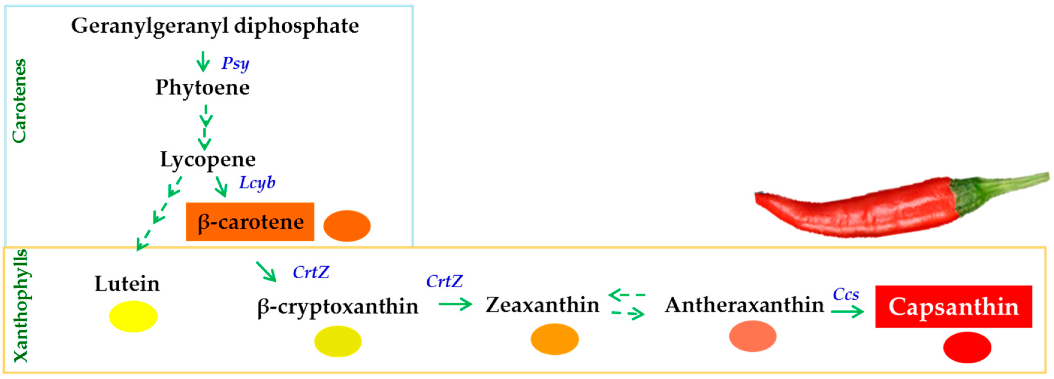 Antioxidants Free Full Text Influence Of Postharvest Temperatures On Carotenoid Biosynthesis
