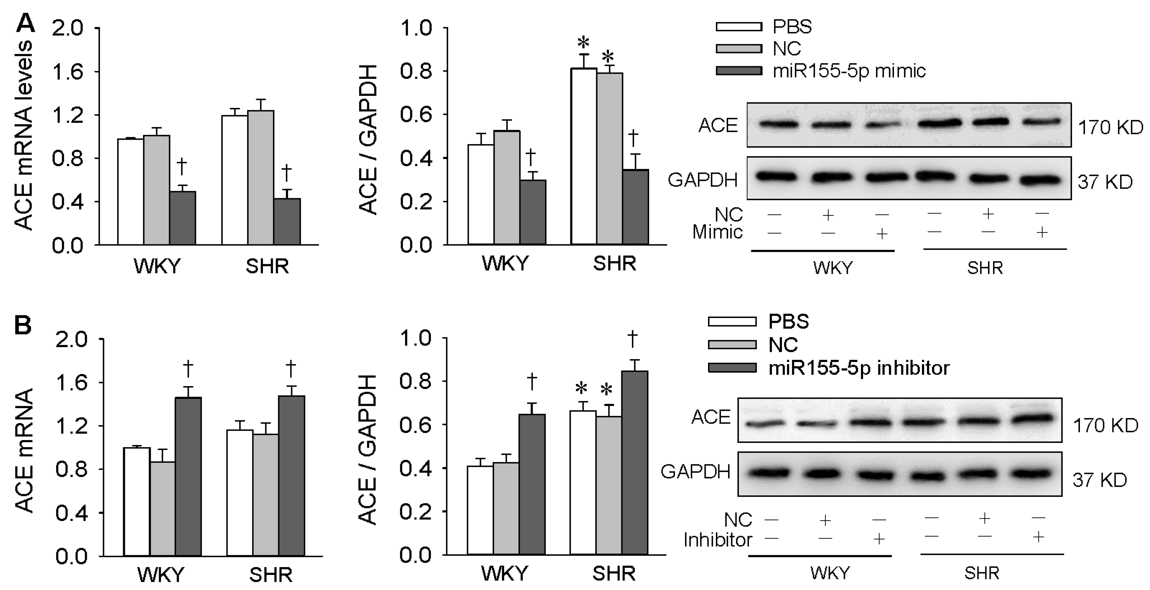 Antioxidants 09 00204 g003 Antioxidants 09 00204 g003