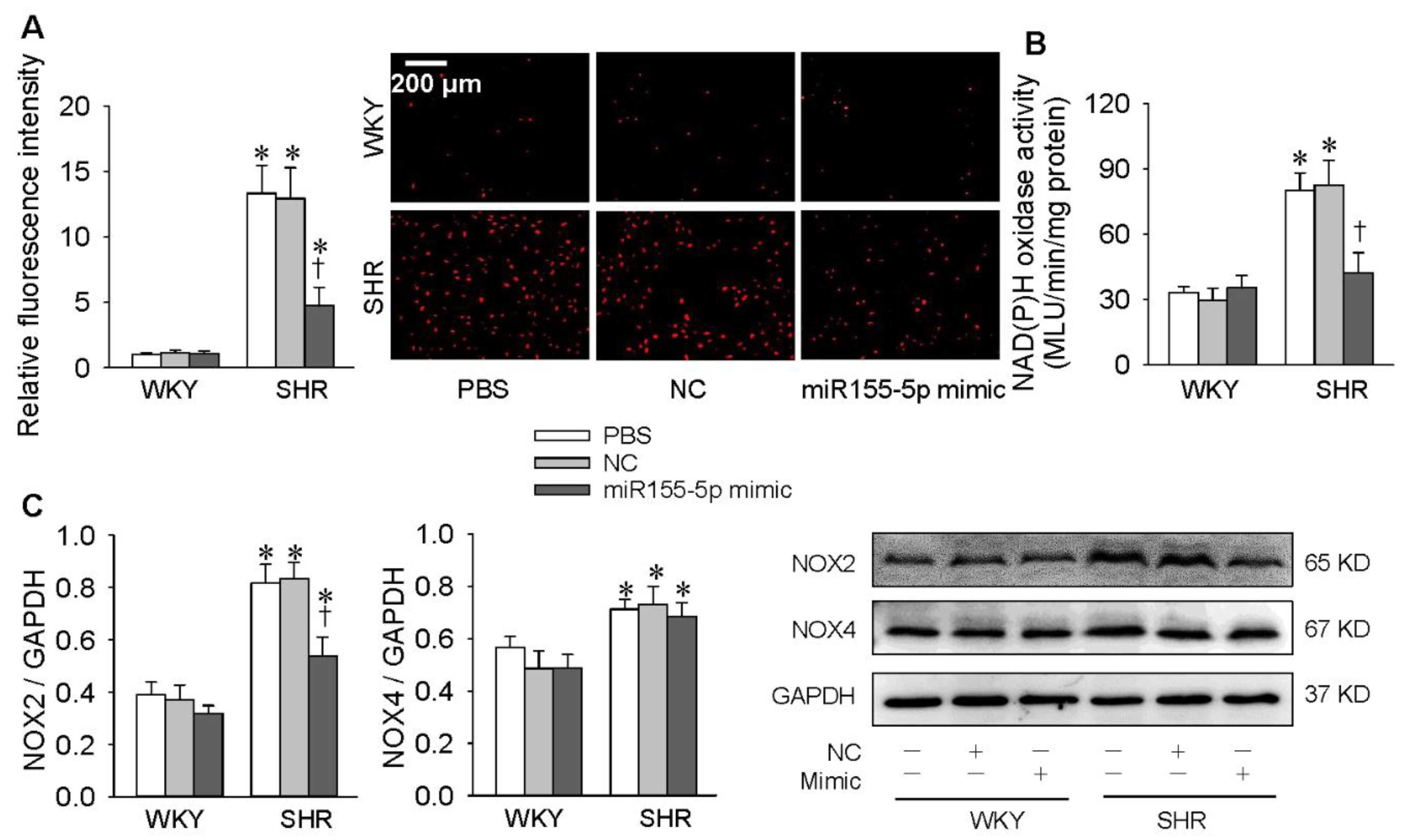 Antioxidants 09 00204 g004 Antioxidants 09 00204 g004