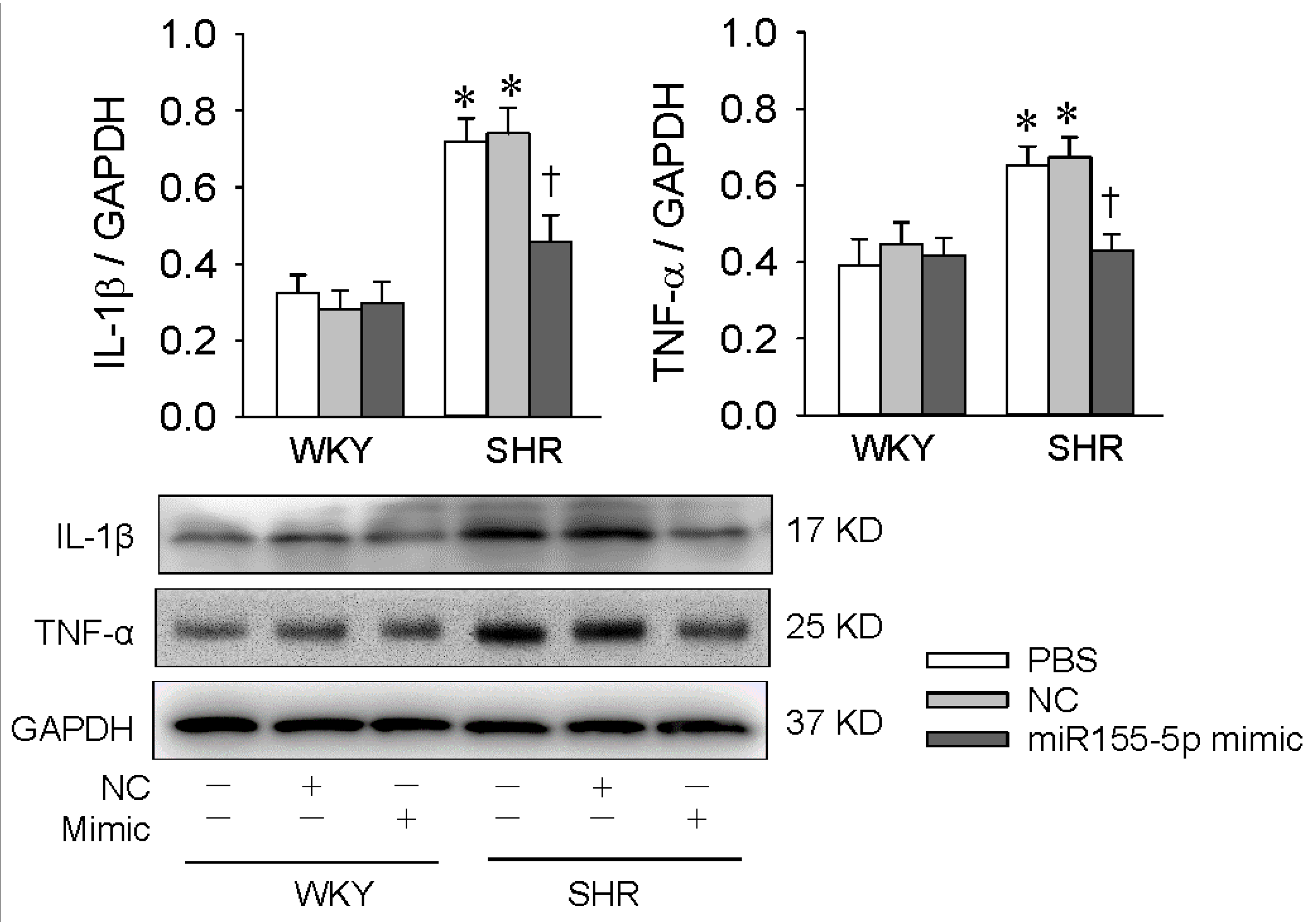 Antioxidants 09 00204 g005 Antioxidants 09 00204 g005