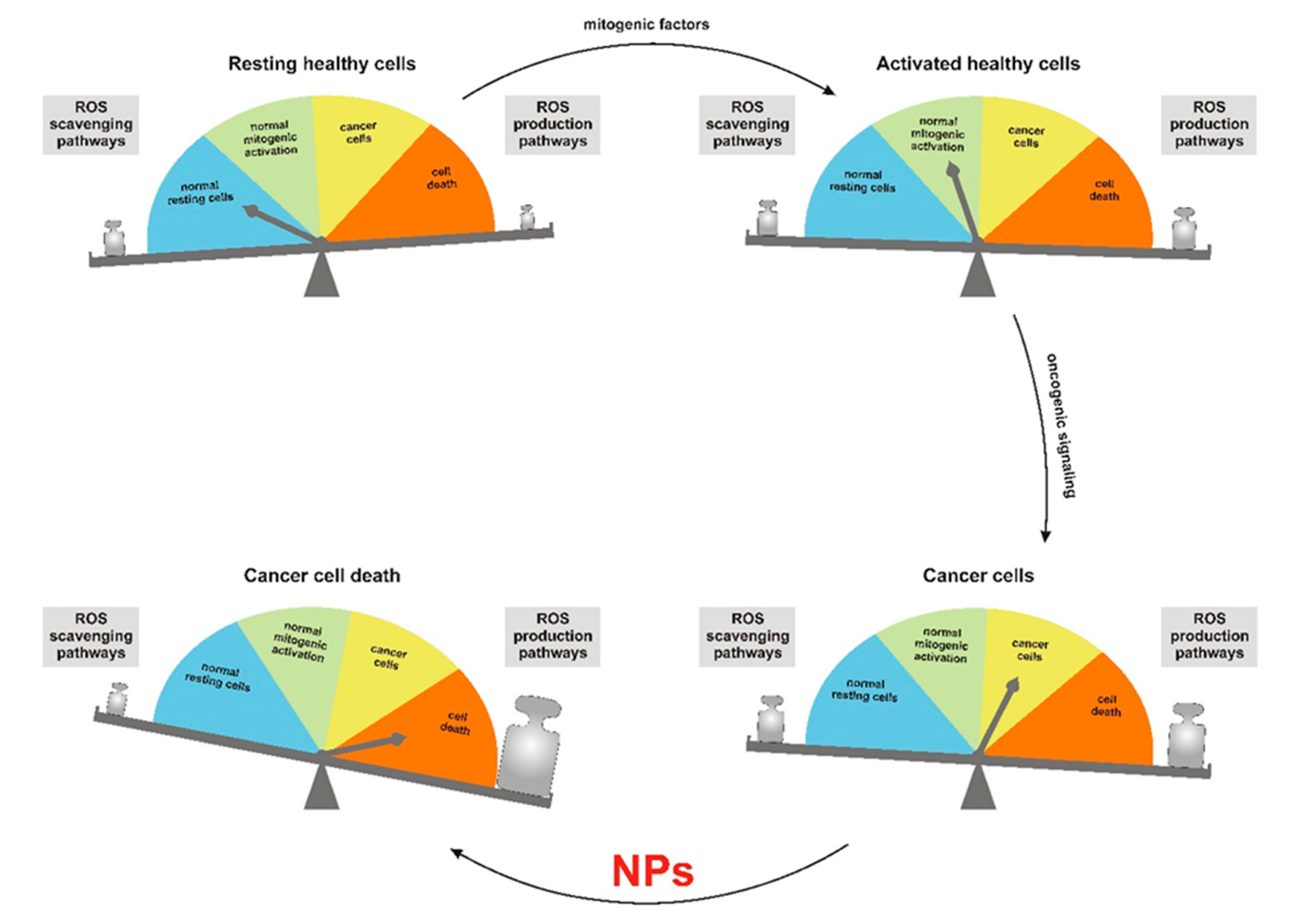 Antioxidants 09 00211 g001
