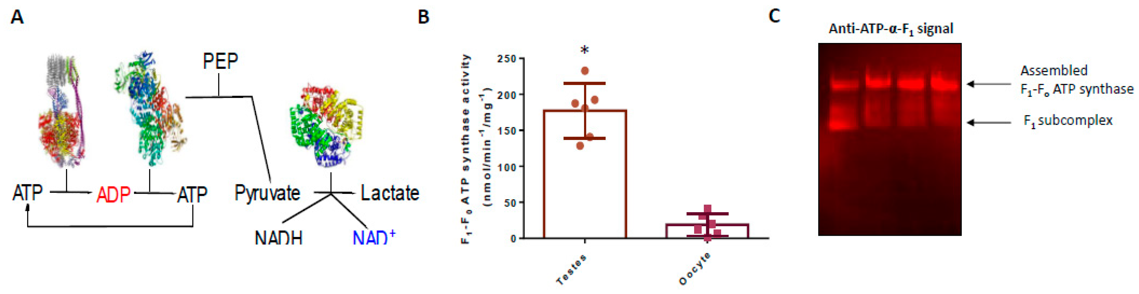 Antioxidants 09 00215 g001 Antioxidants 09 00215 g001