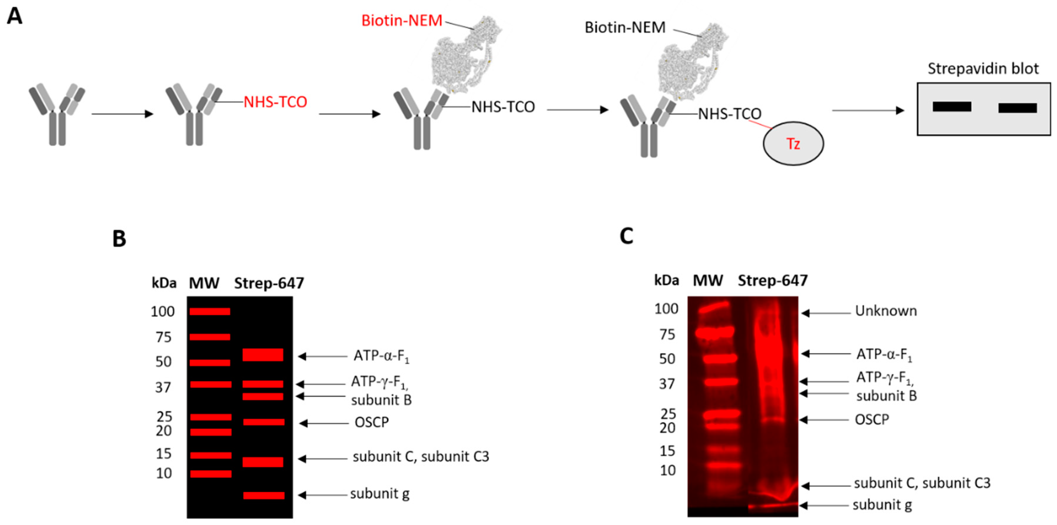 Antioxidants 09 00215 g003 Antioxidants 09 00215 g003
